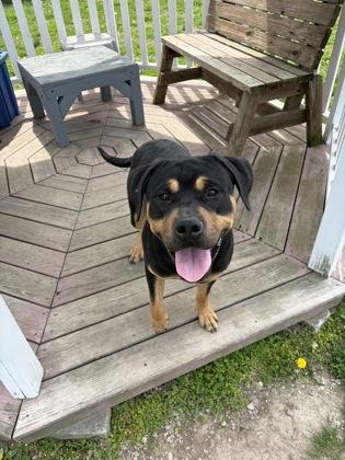 Stewart, Adoptable, Adult Male Rottweiler & Mixed Breed.
