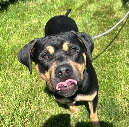 Enlarge Stewart, a Adoptable mixed breed in Columbus, IN image 2/3