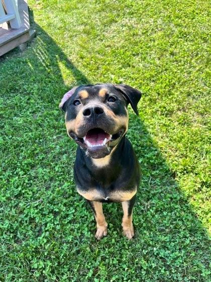 Enlarge Stewart, a Adoptable mixed breed in Columbus, IN image 3/3