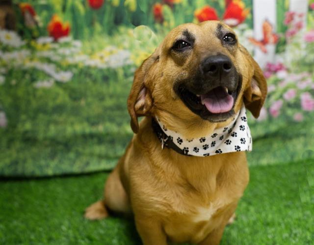 Rosie, Adoptable, Young Female Basset Hound & Labrador Retriever.