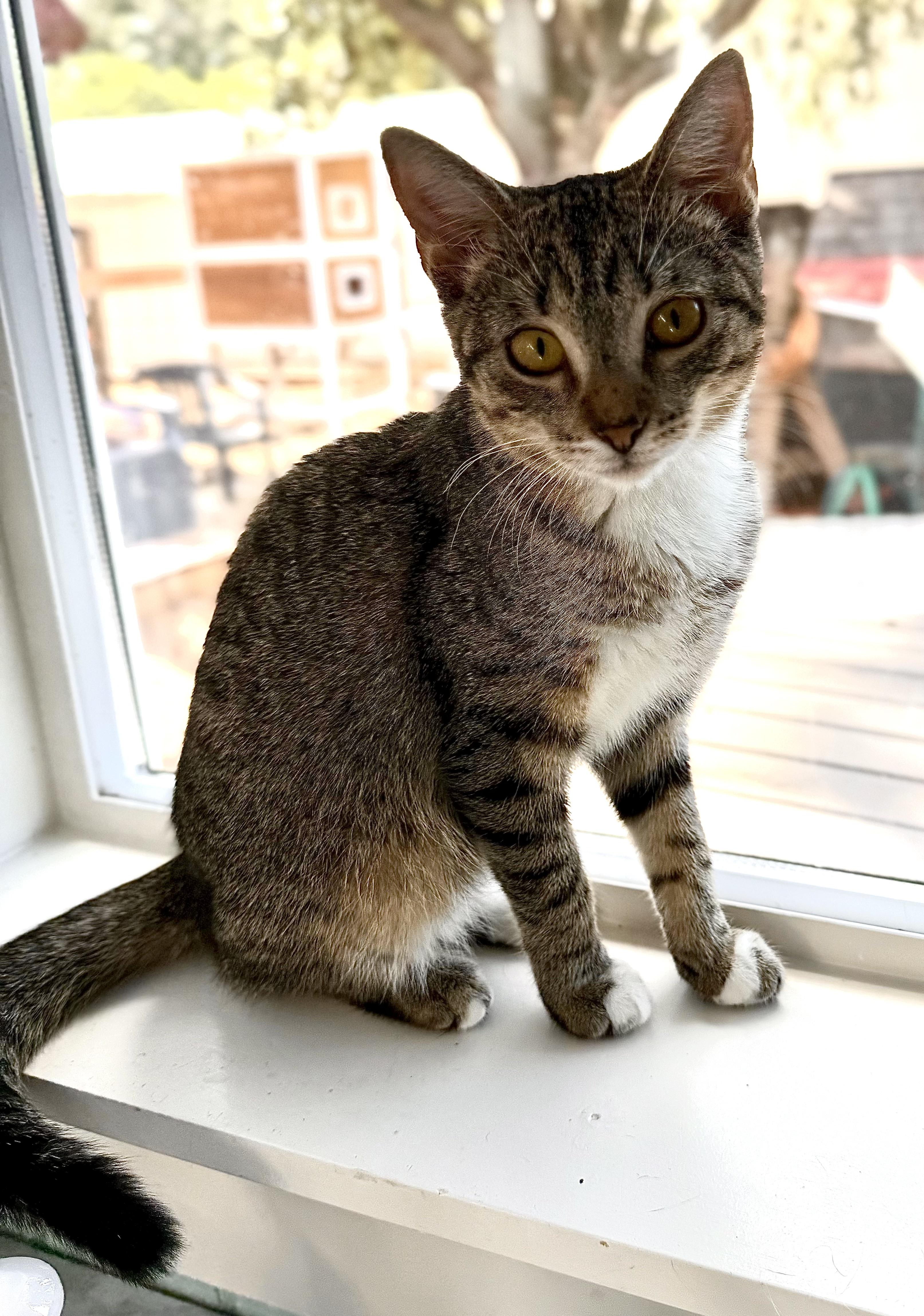 Shelby, a Adoptable Tabby in Tampa, FL image 3/5