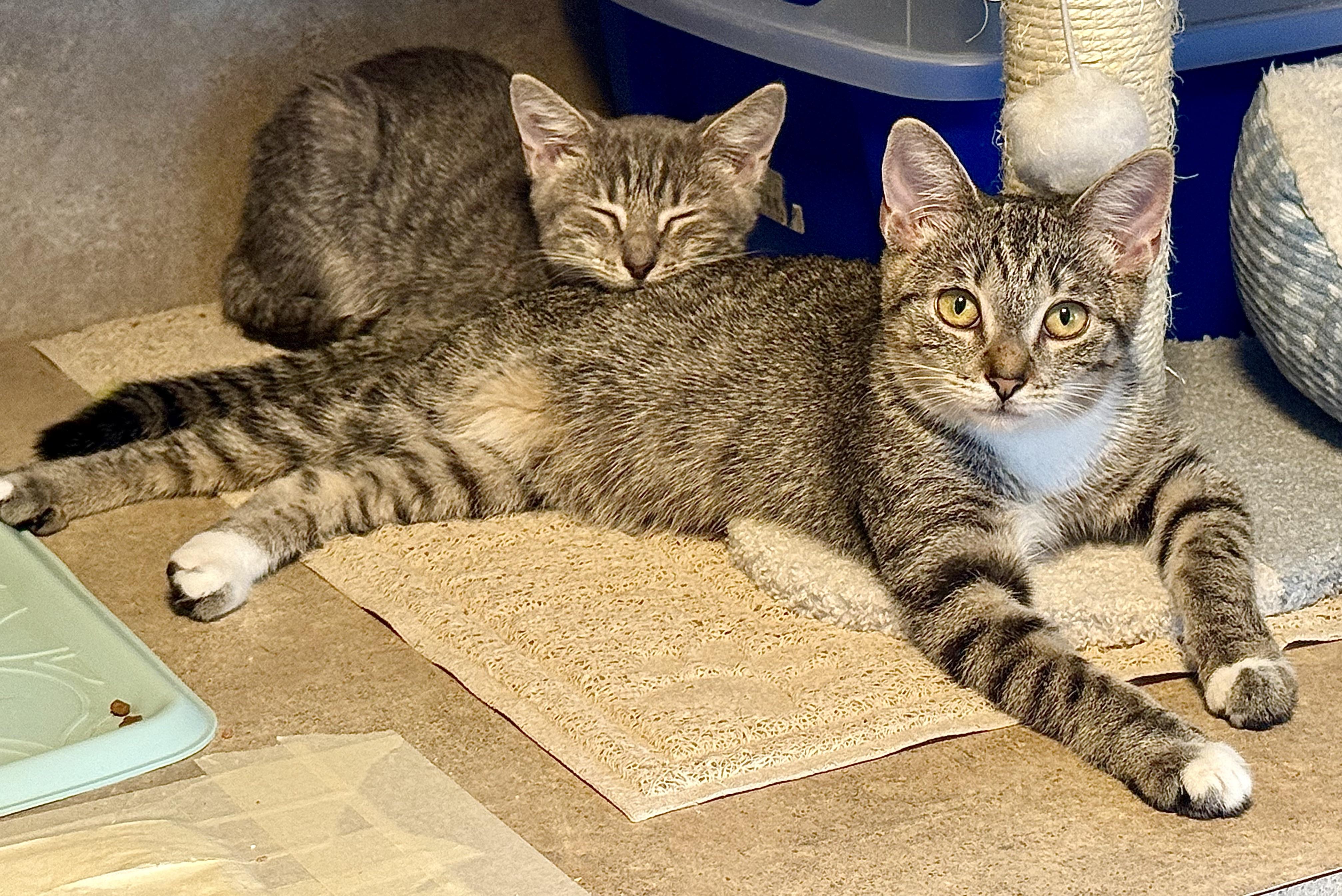 Shelby, a Adoptable Tabby in Tampa, FL image 4/5