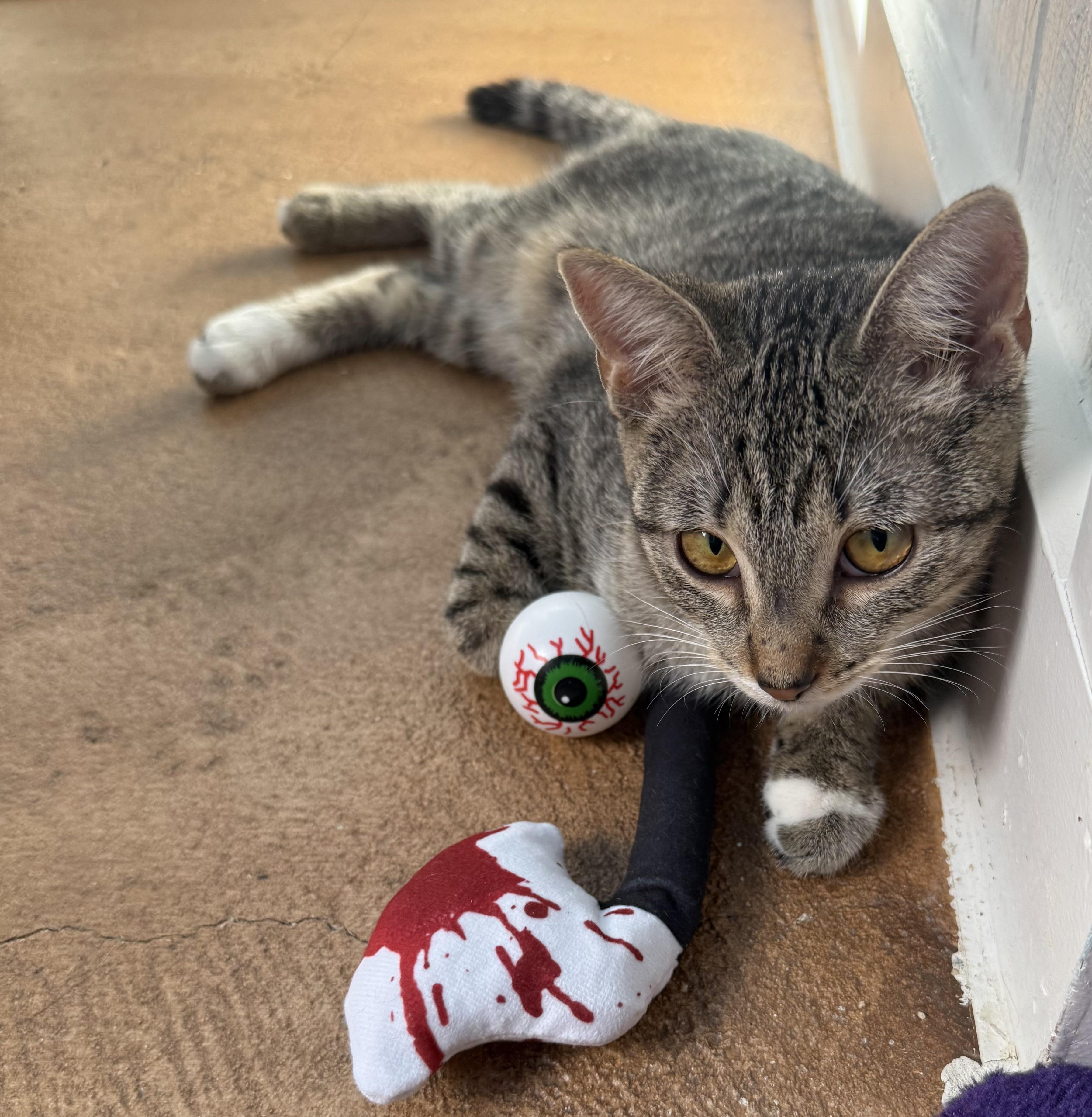 Shelby, a Adoptable Tabby in Tampa, FL image 5/5