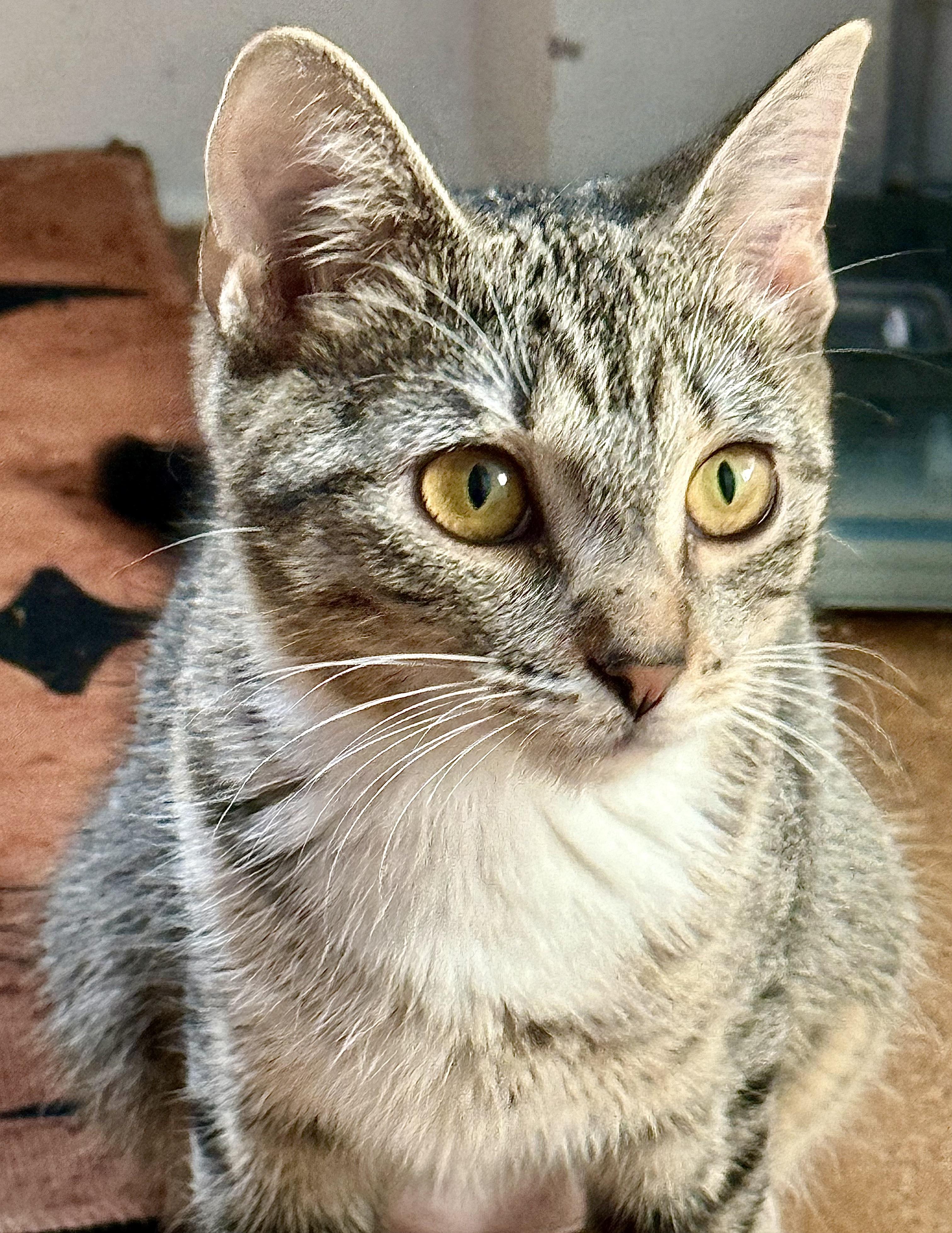 Shelby, a Adoptable Tabby in Tampa, FL image 2/5