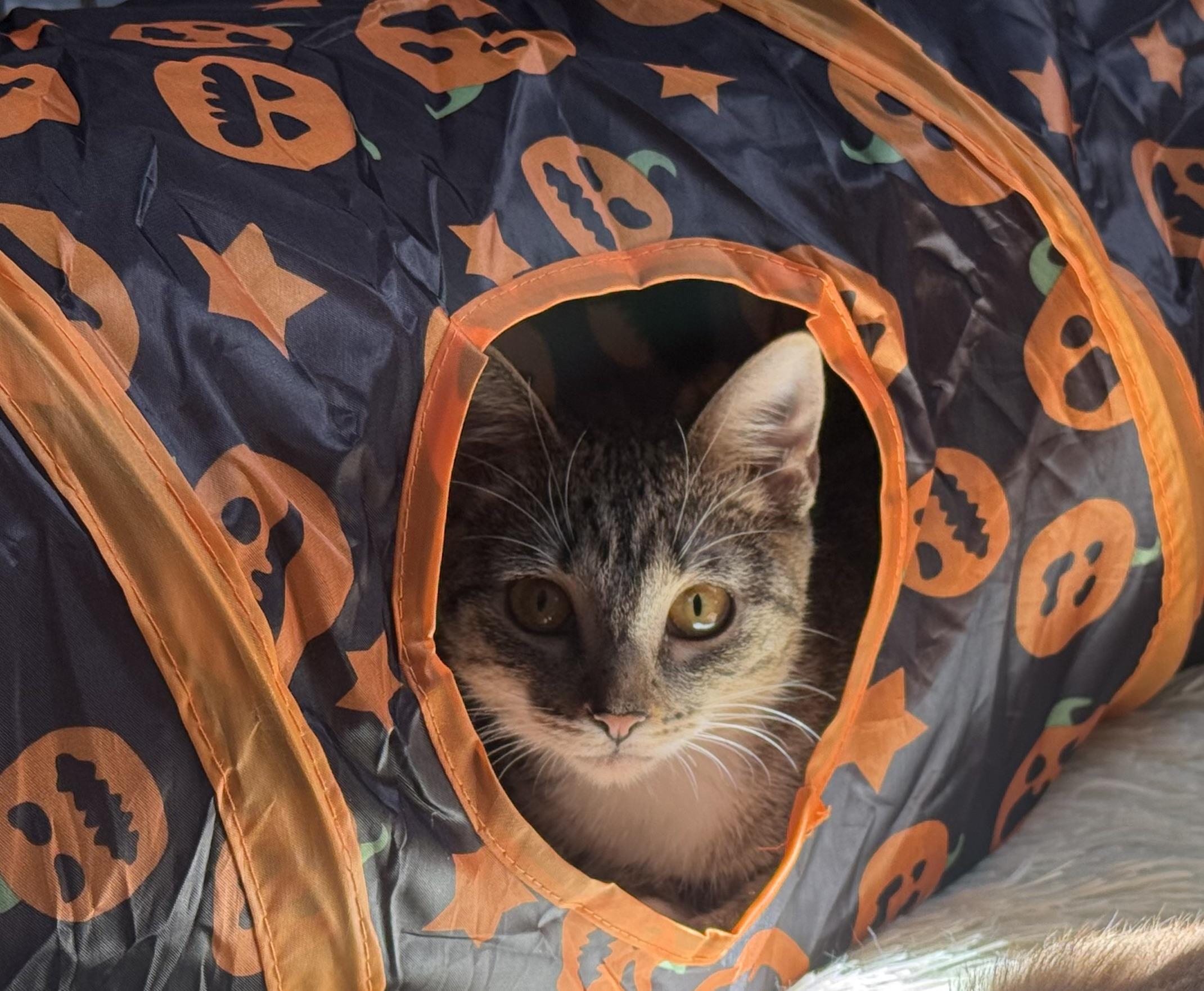 Shelby, Adoptable, Young Female Tabby.