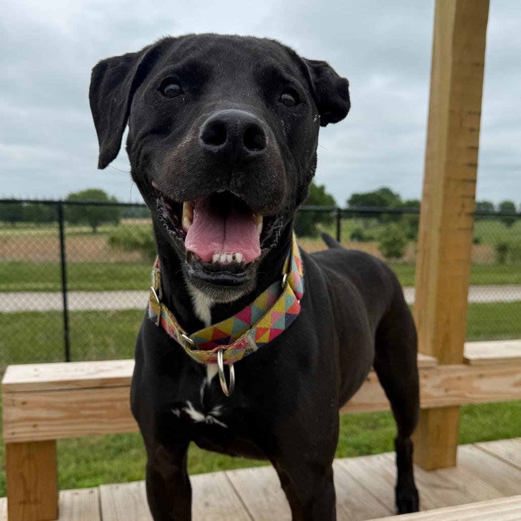Amigo, Adoptable, Senior Male Black Labrador Retriever & Pit Bull Terrier.