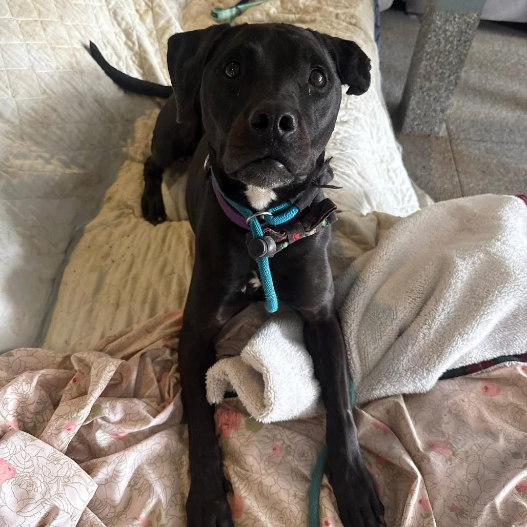 Enlarge Amigo, a Adoptable mixed breed in Spring Hill, KS image 2/6