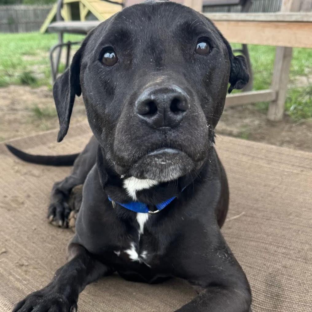 Enlarge Amigo, a Adoptable mixed breed in Spring Hill, KS image 3/6