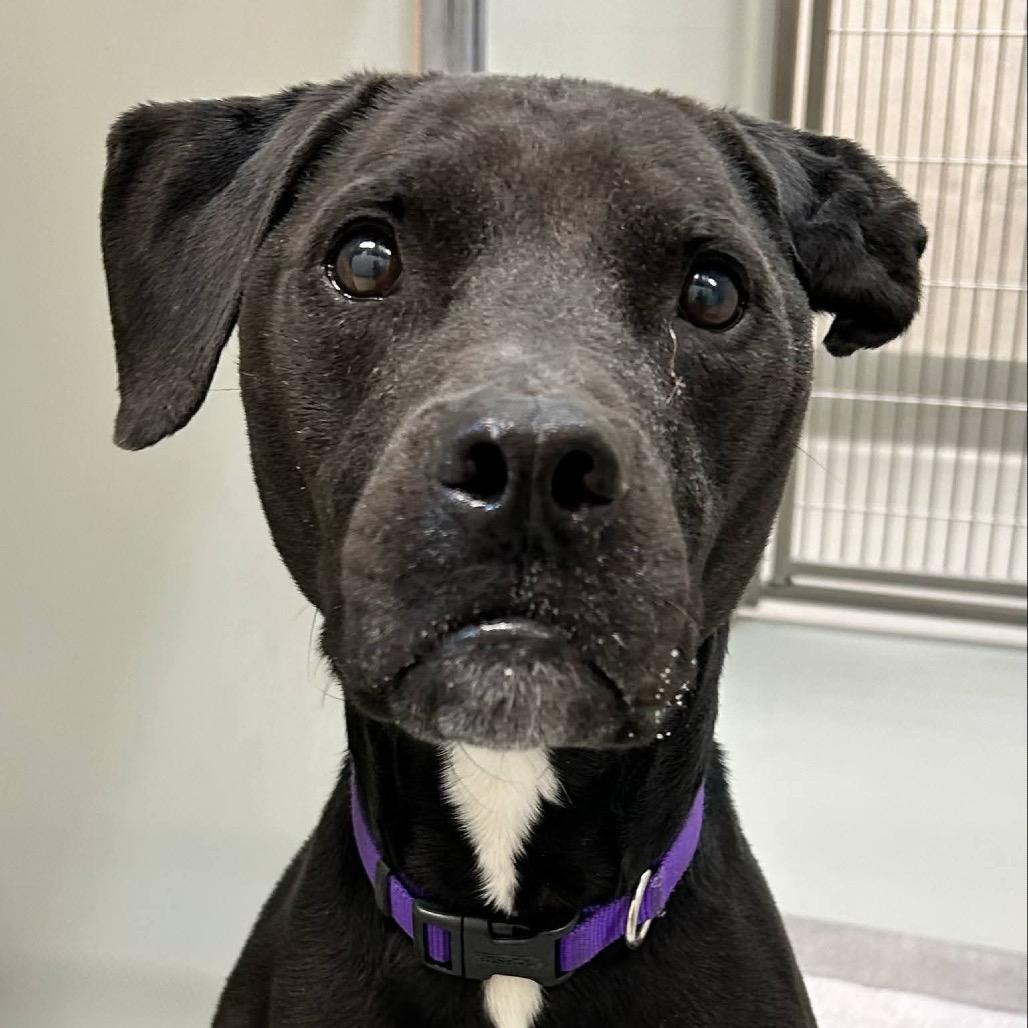 Enlarge Amigo, a Adoptable mixed breed in Spring Hill, KS image 4/6
