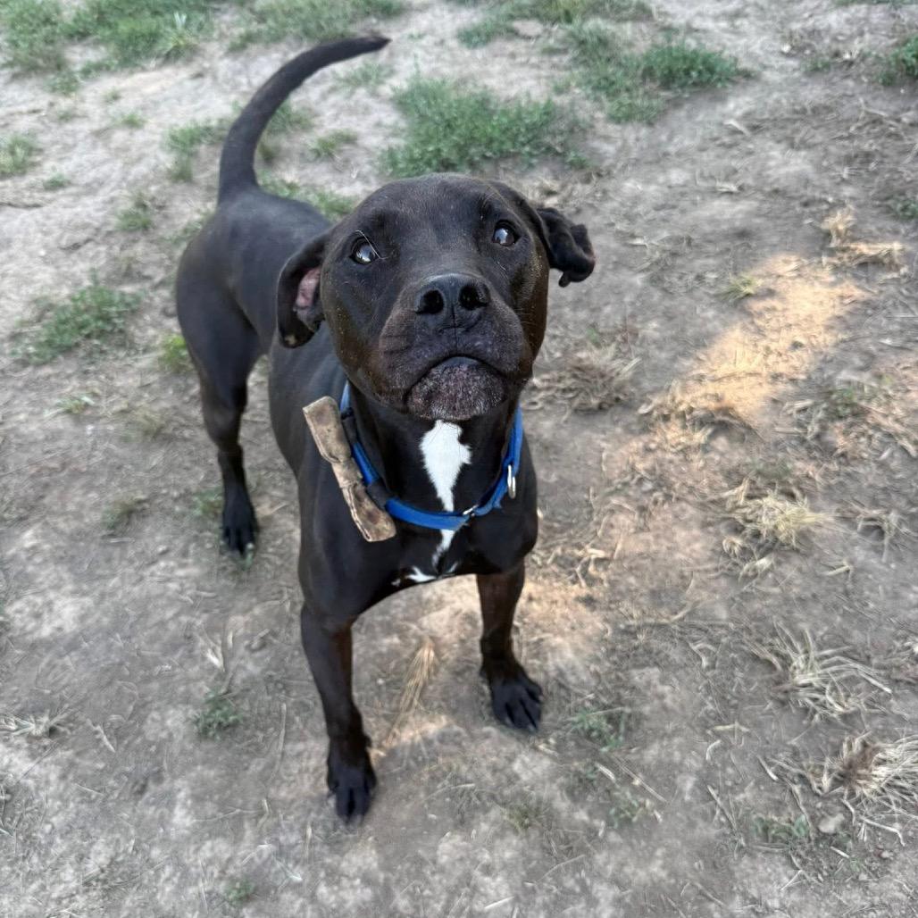 Amigo — thumbnail 4