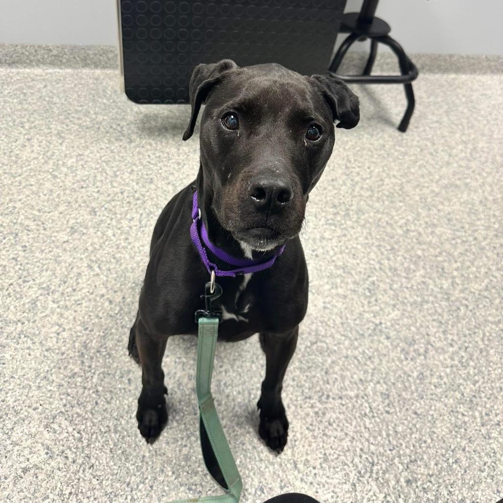 Enlarge Amigo, a Adoptable mixed breed in Spring Hill, KS image 5/6