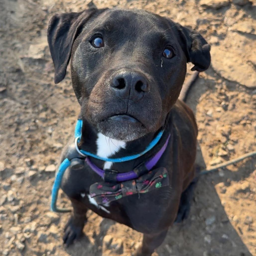 Enlarge Amigo, a Adoptable mixed breed in Spring Hill, KS image 6/6