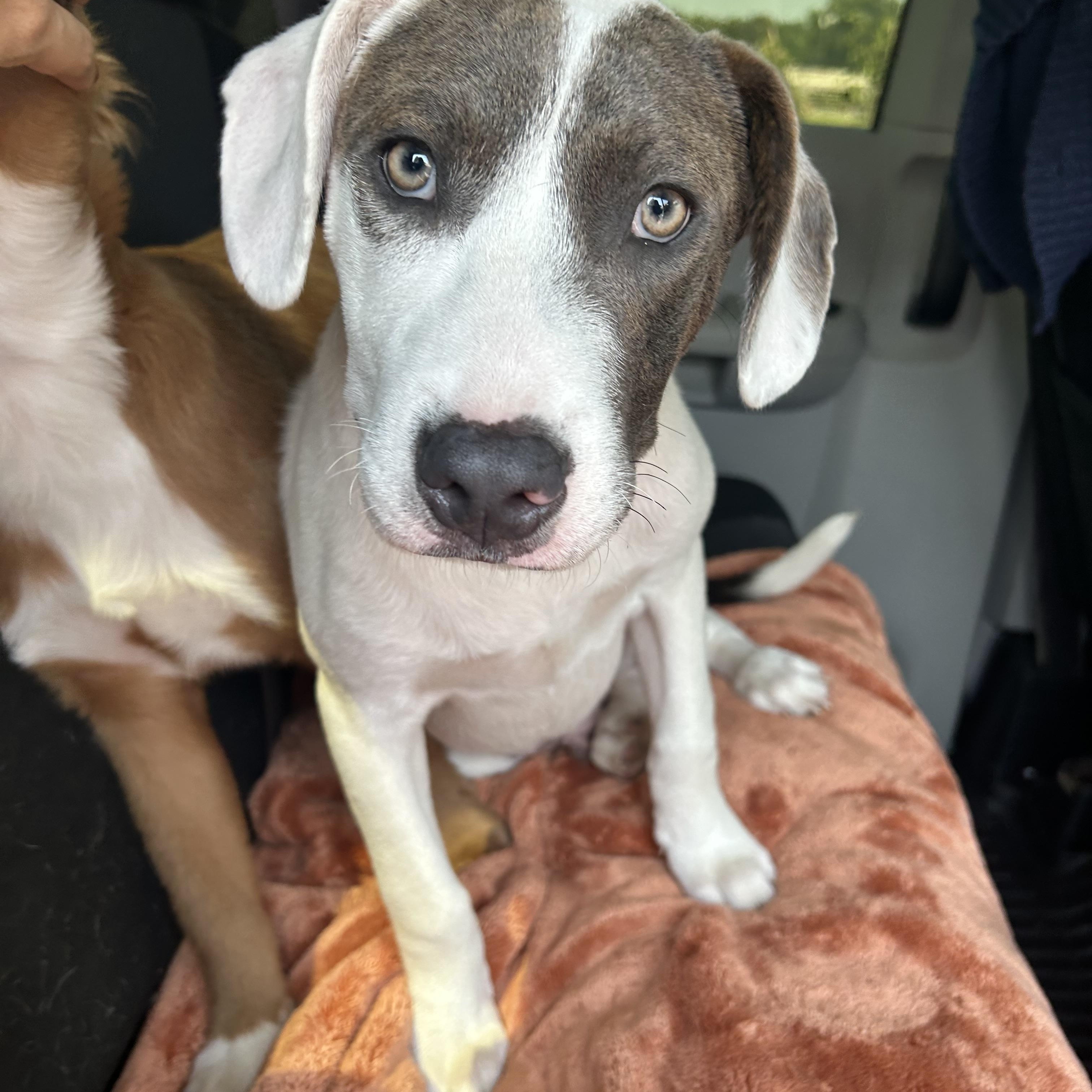 Gus, an adoptable Weimaraner in Minneapolis , MN, 55404 | Photo Image 3