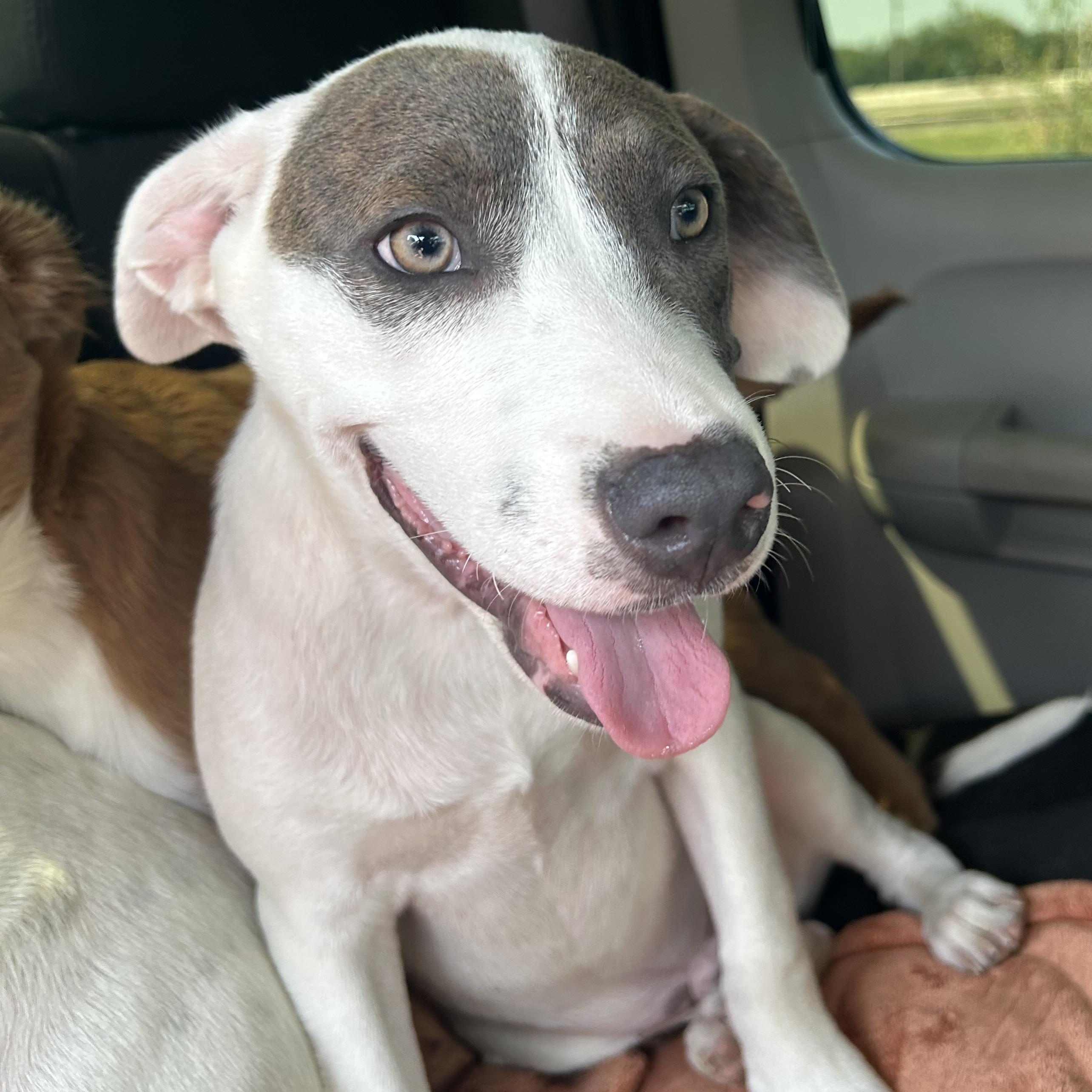 Gus, an adoptable Weimaraner in Minneapolis , MN, 55404 | Photo Image 4