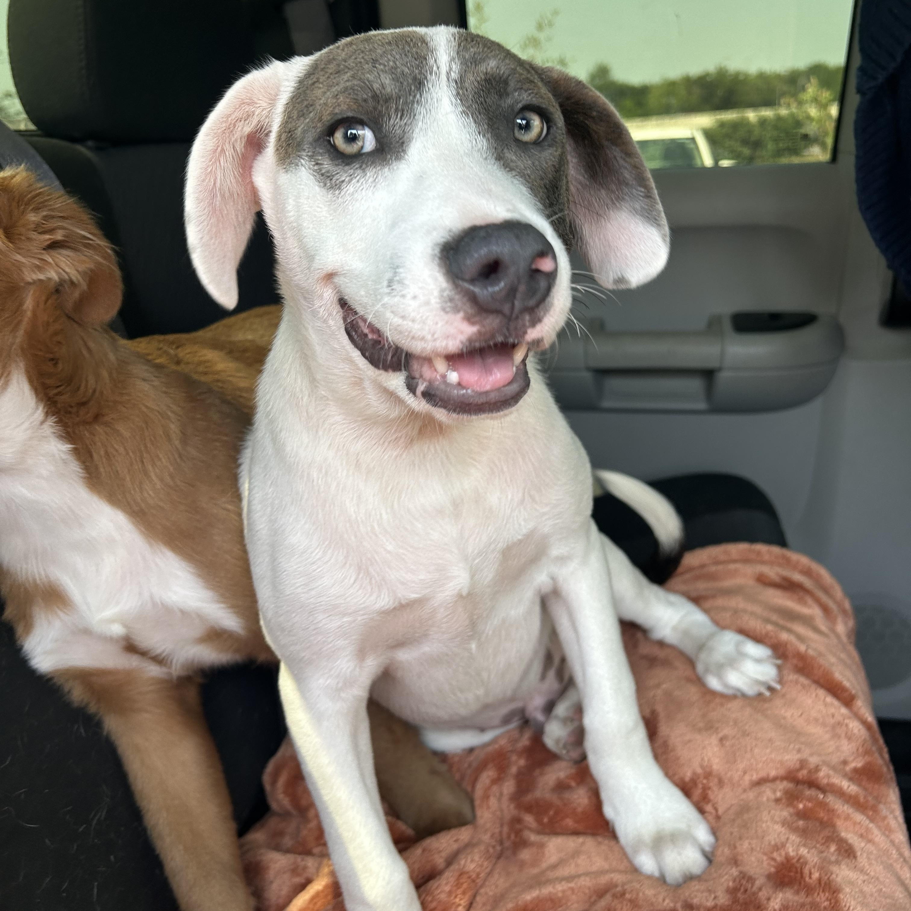 Gus, an adoptable Weimaraner in Minneapolis , MN, 55404 | Photo Image 2