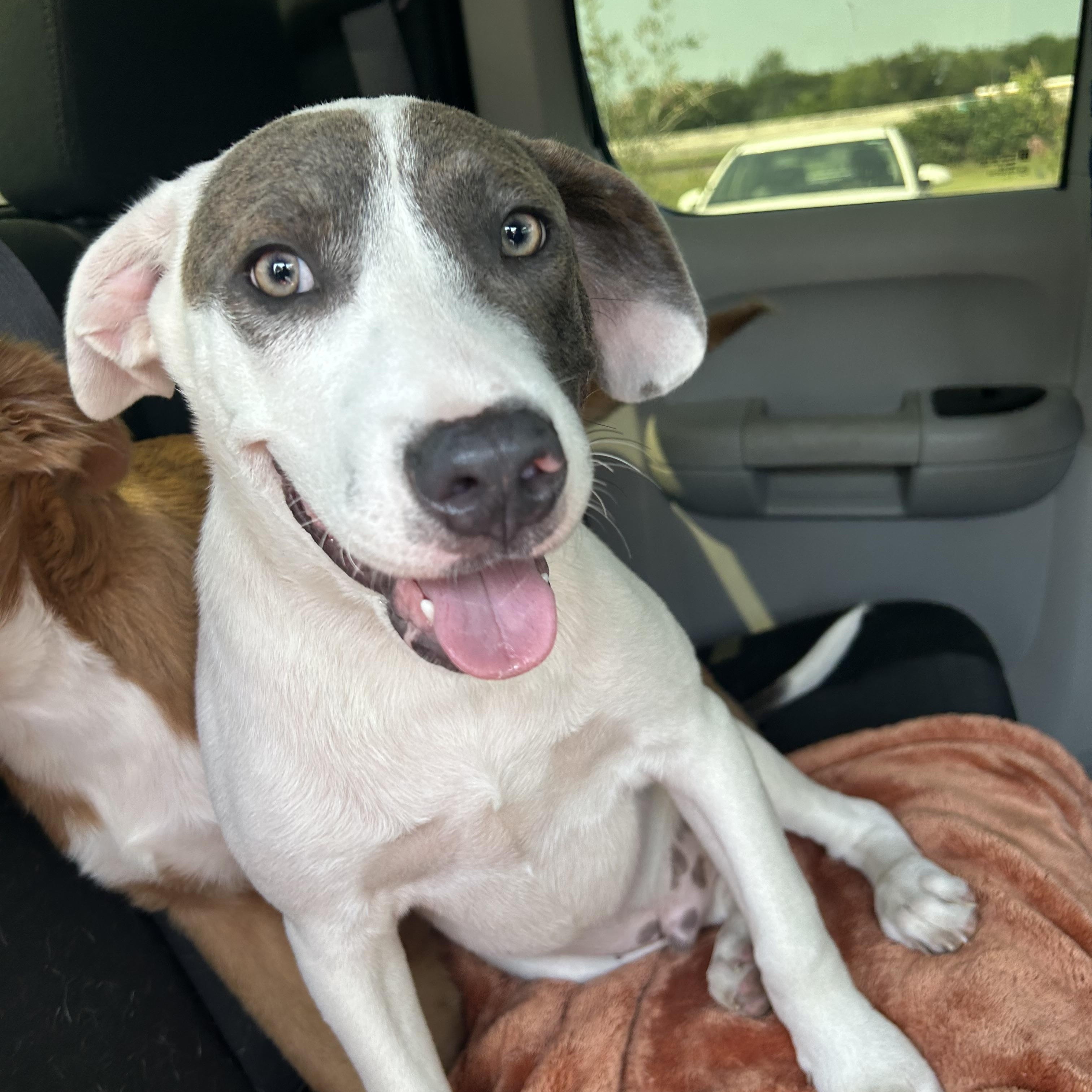 Gus