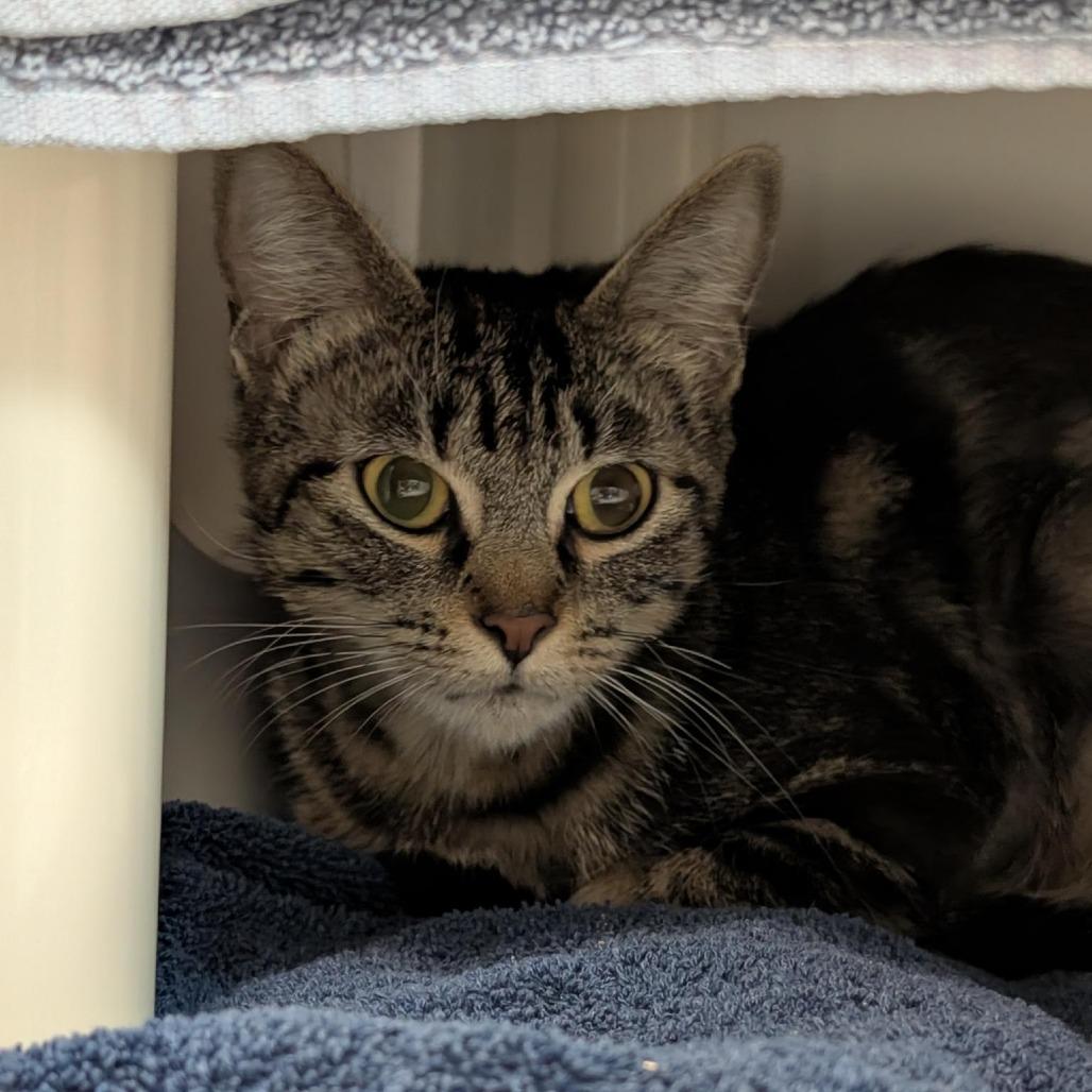 SWEETIE, Adoptable, Adult Female Domestic Long Hair.