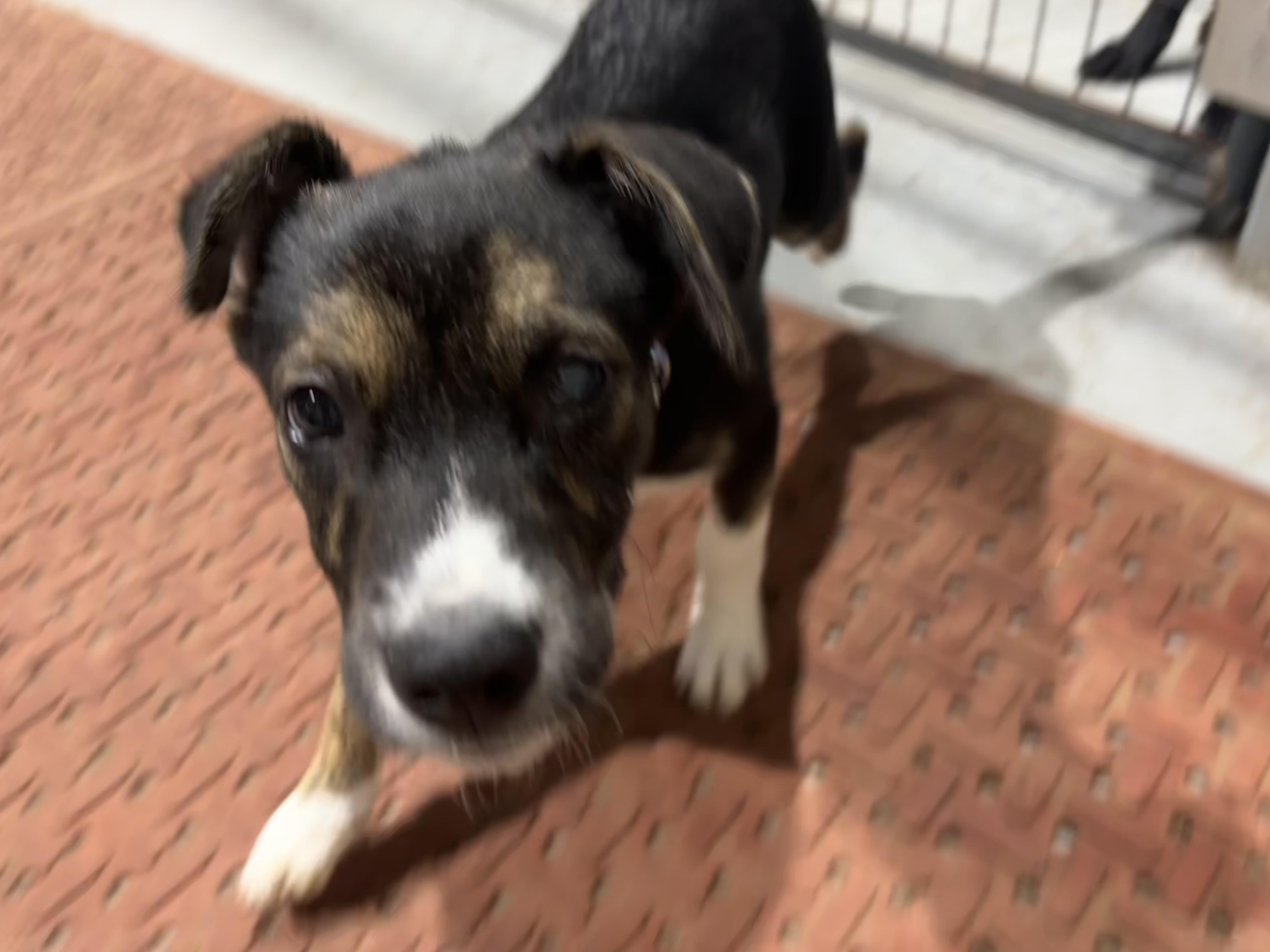 Enlarge Tippy, a ADOPTABLE mixed breed in Coldspring, TX image 3/4