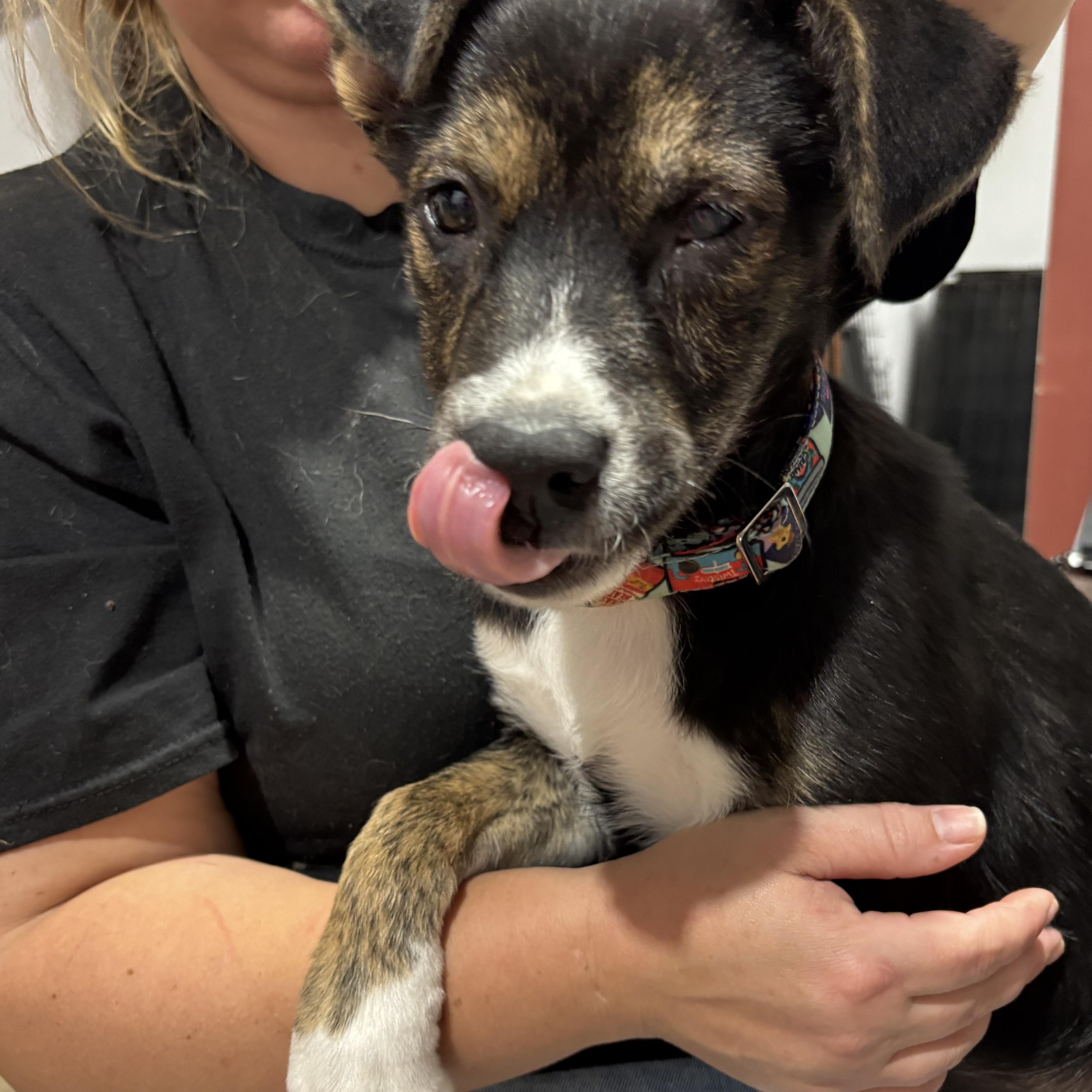 Tippy, ADOPTABLE, Young Female Border Collie.