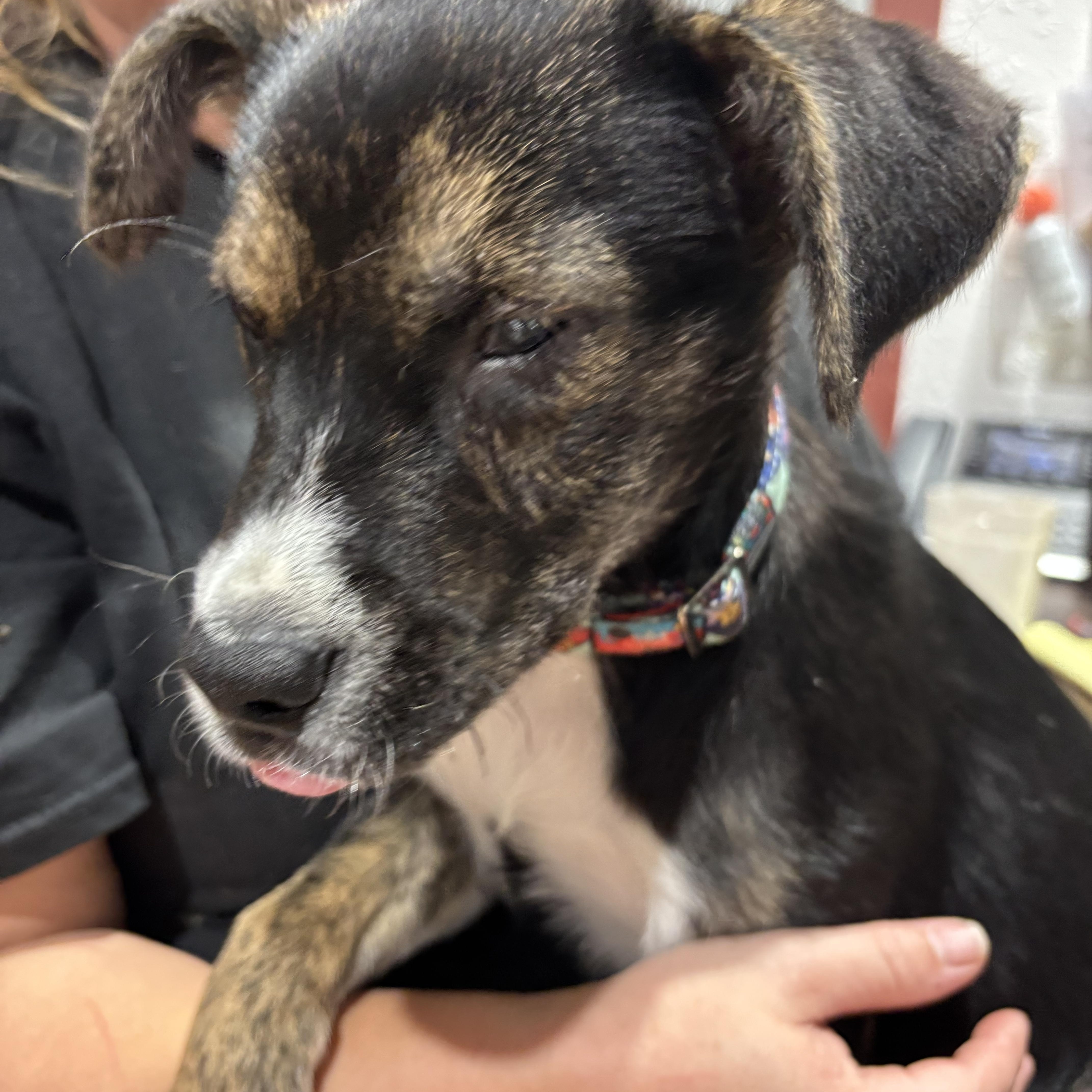 Enlarge Tippy, a ADOPTABLE mixed breed in Coldspring, TX image 2/4