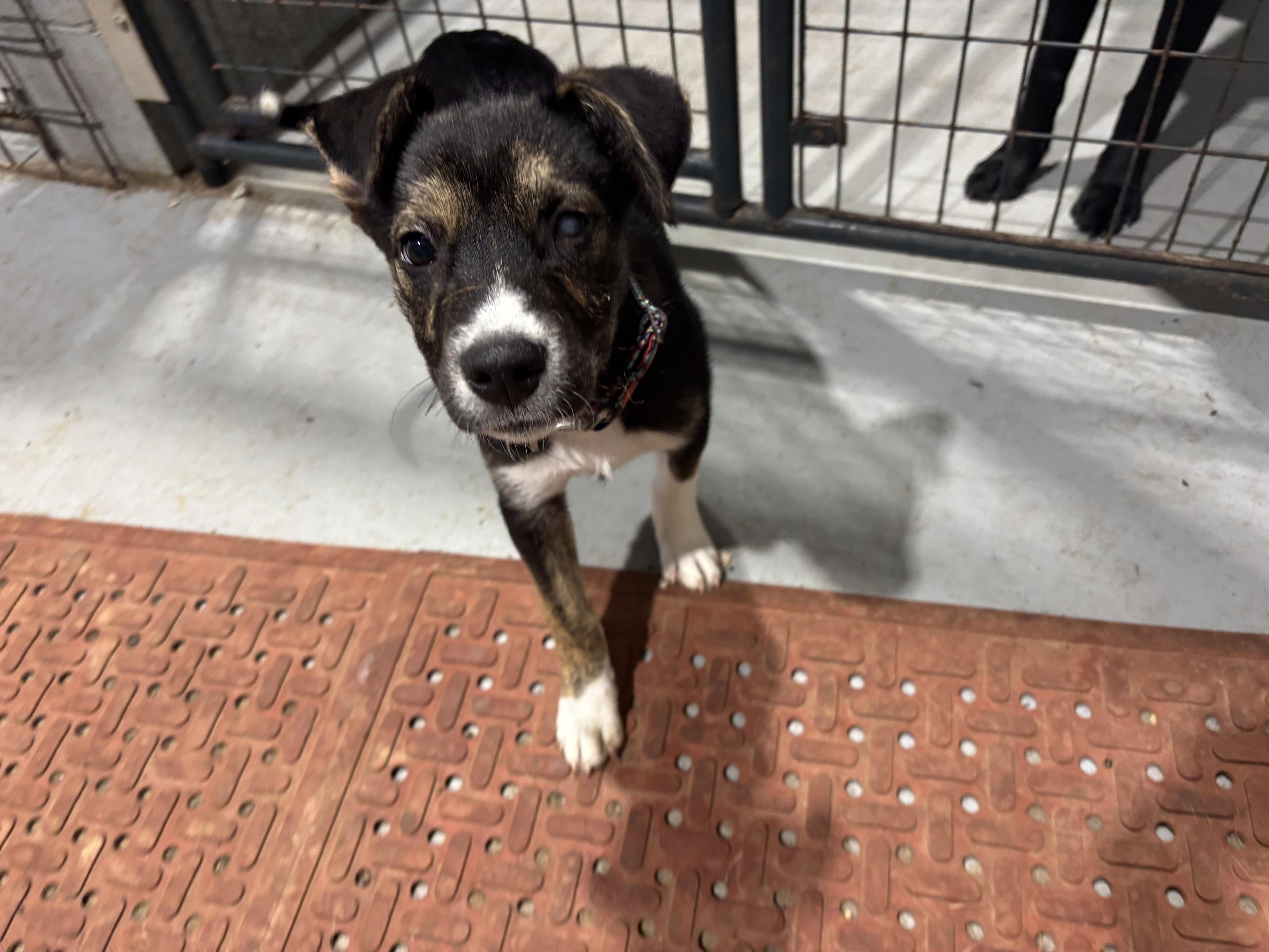 Enlarge Tippy, a ADOPTABLE mixed breed in Coldspring, TX image 4/4