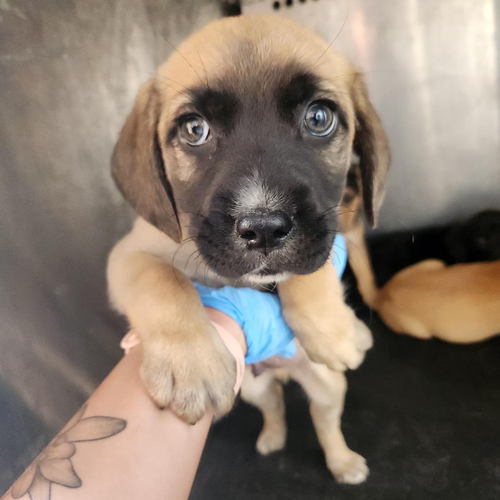 Moth, Adoptable, Young Male Labrador Retriever.