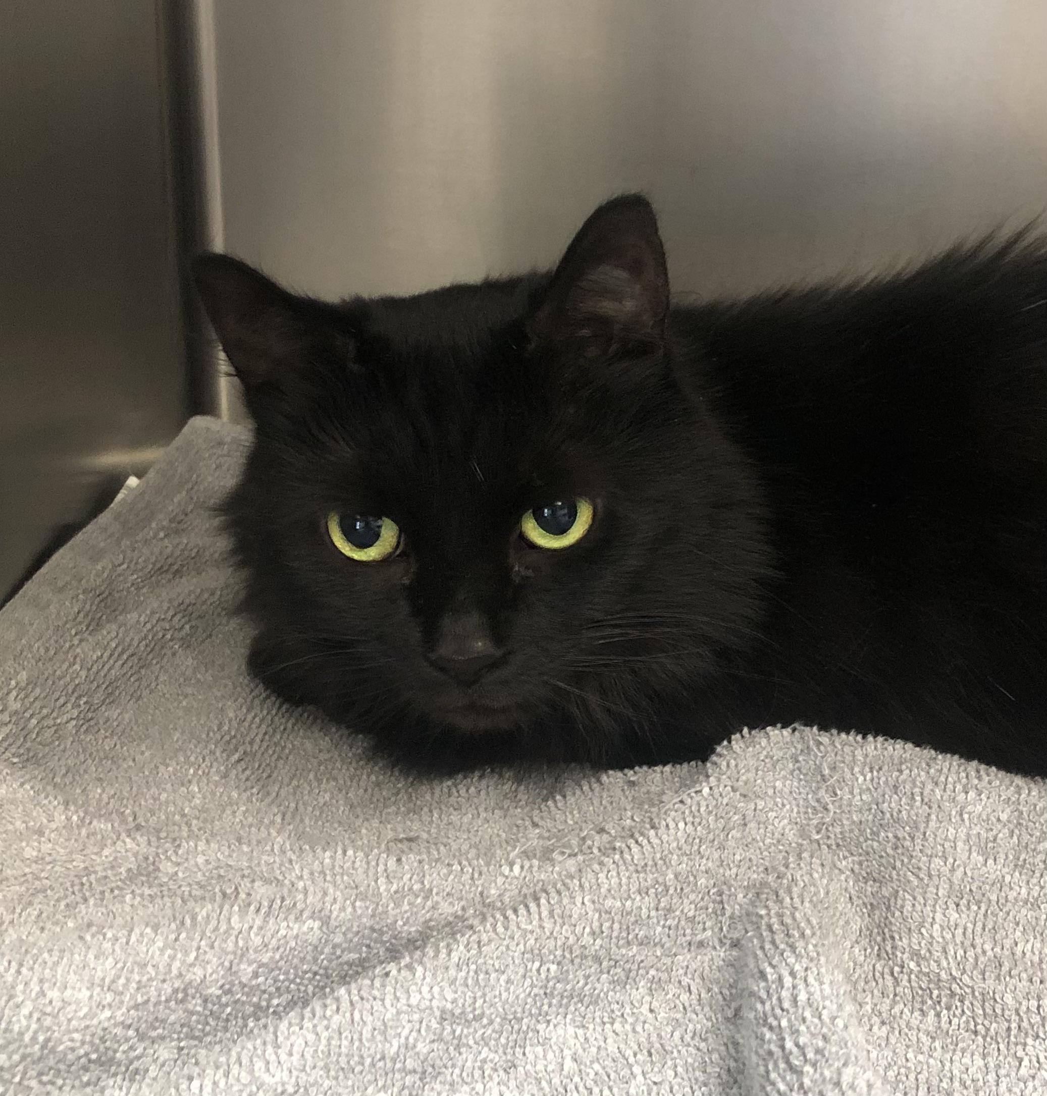 Enlarge Gizmo, an adoptable mixed breed in Parma, OH image 1/1