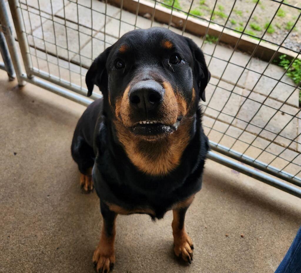 Tinsel, a Adoptable Rottweiler in Fayetteville, TN image 1/5