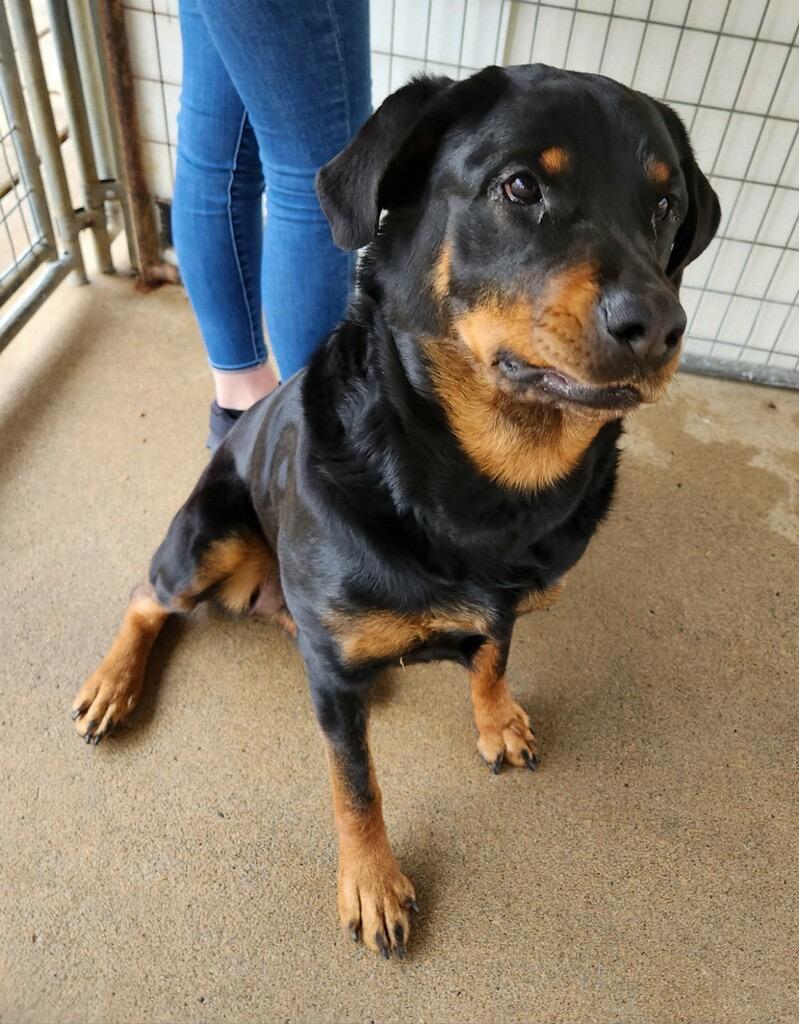 Tinsel, a Adoptable Rottweiler in Fayetteville, TN image 2/5