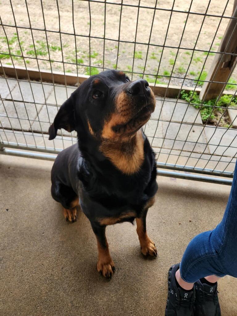 Tinsel, a Adoptable Rottweiler in Fayetteville, TN image 3/5