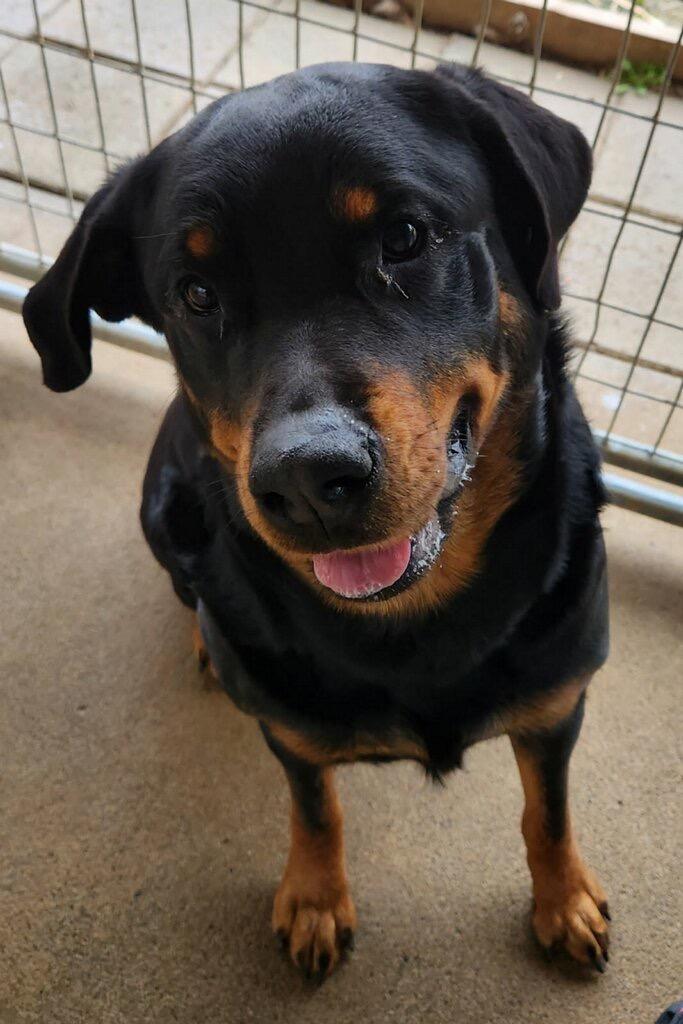 Tinsel, a Adoptable Rottweiler in Fayetteville, TN image 4/5