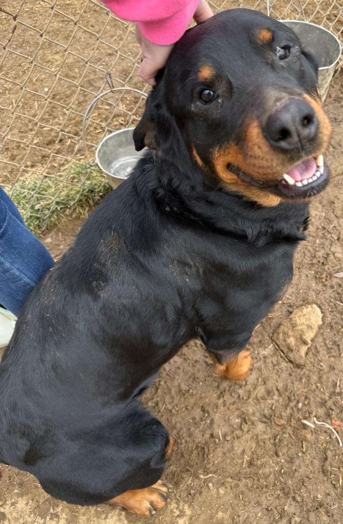 Tinsel, a Adoptable Rottweiler in Fayetteville, TN image 5/5