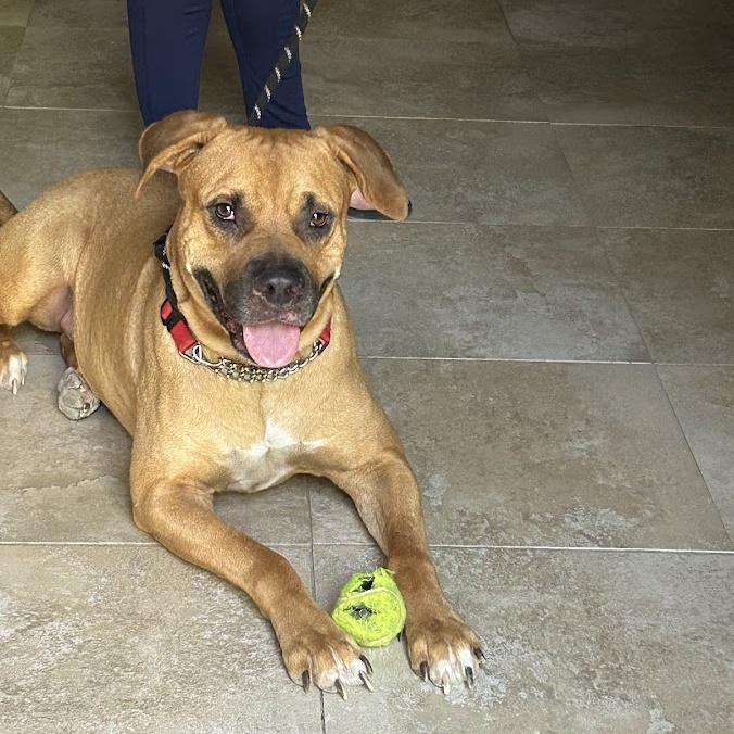 Toby, an adoptable Black Mouth Cur in Homestead, FL, 33032 | Photo Image 1