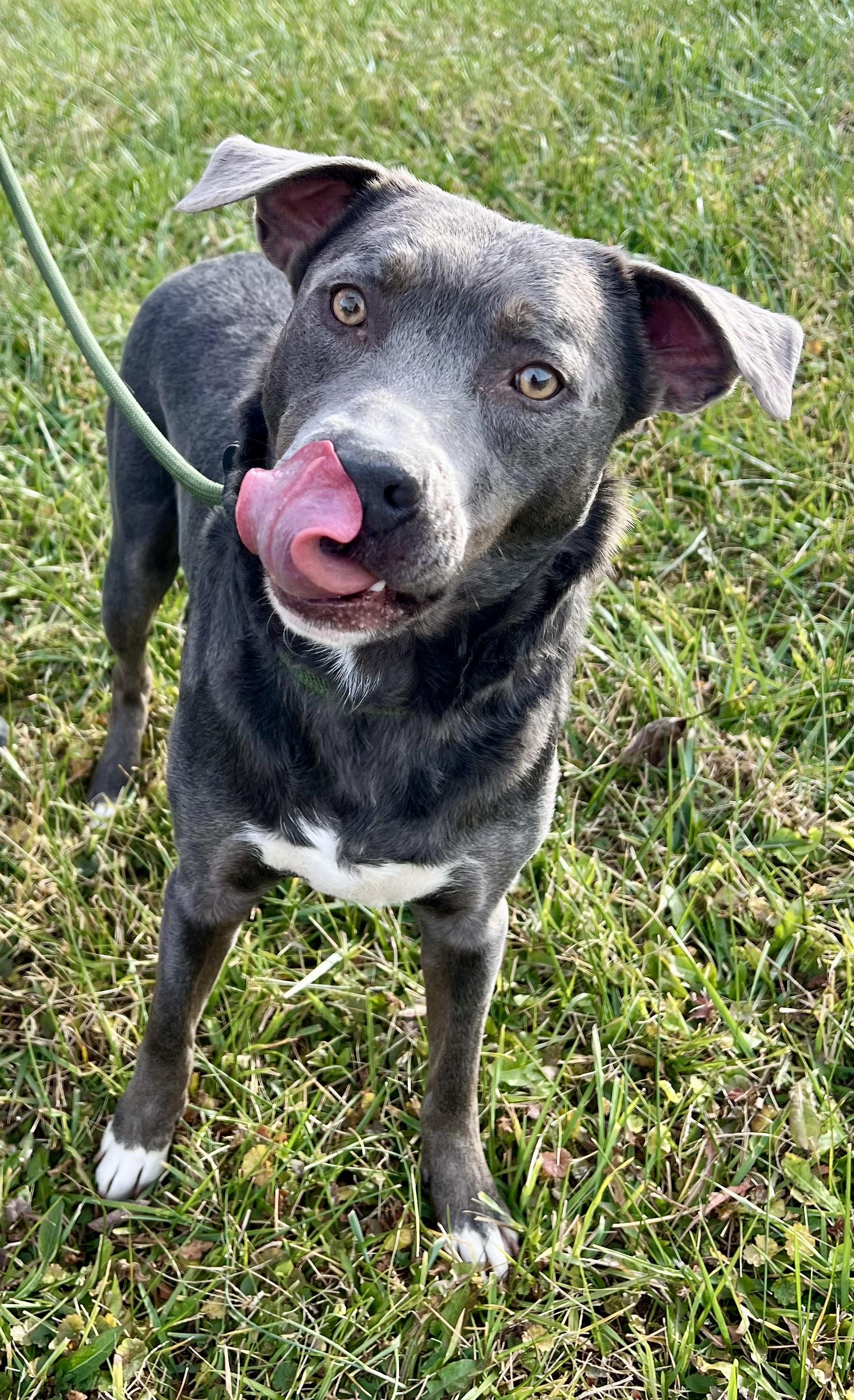 Enlarge Salem, an adopted mixed breed in sparta, NC image 1/5