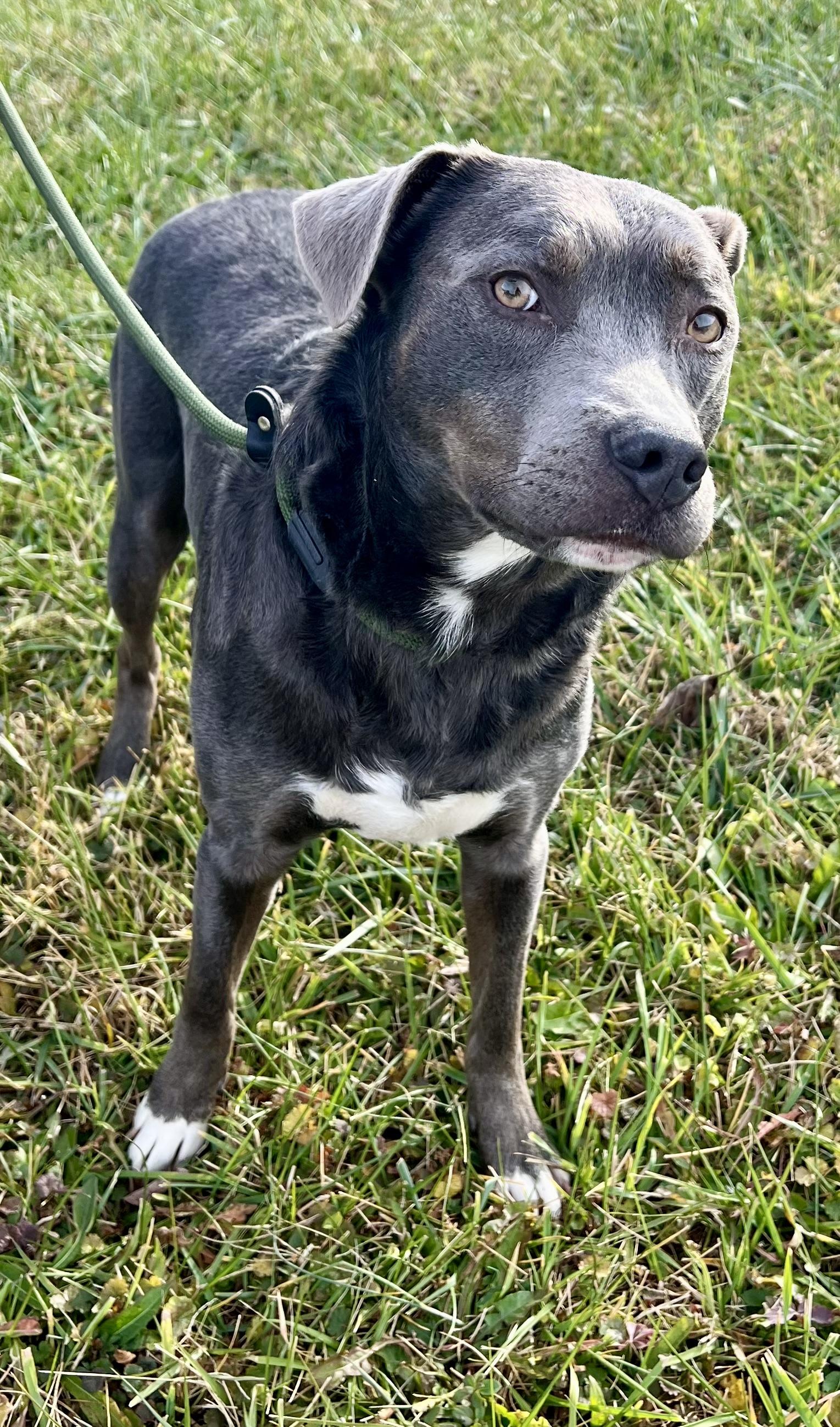 Enlarge Salem, an adopted mixed breed in sparta, NC image 2/5