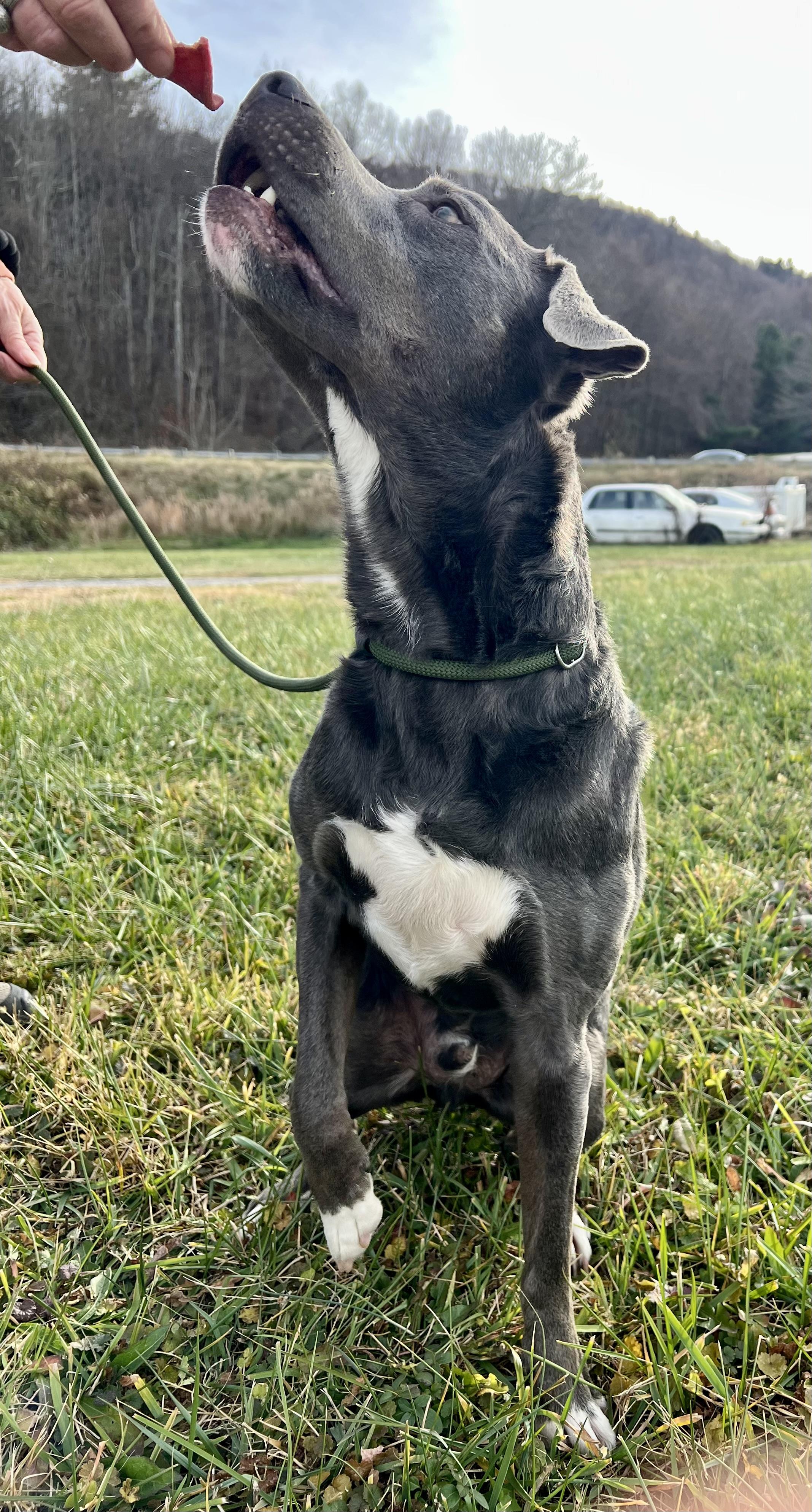 Enlarge Salem, an adopted mixed breed in sparta, NC image 3/5