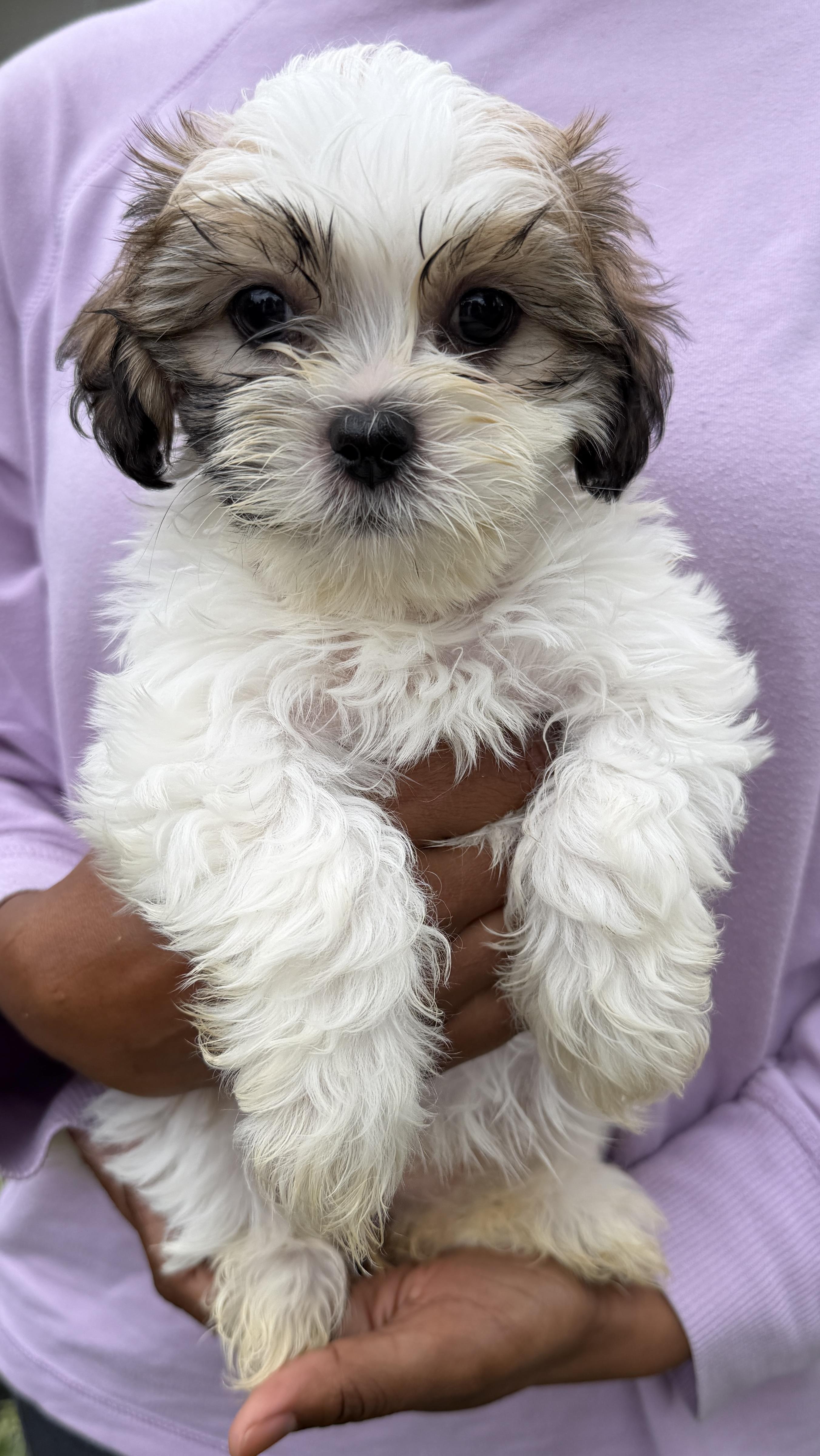 Spumoni, Adoptable, Puppy Female Shih Tzu.