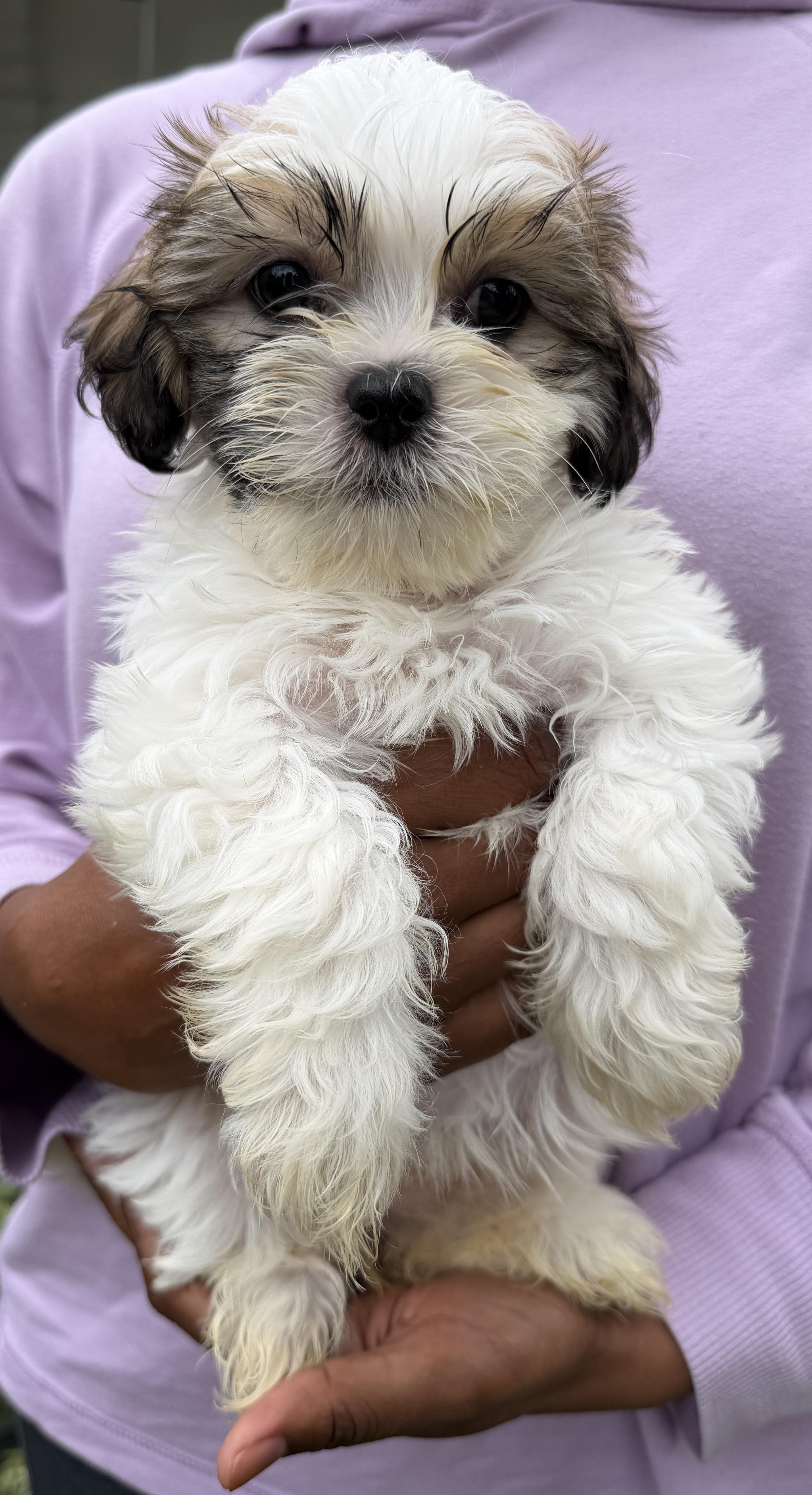Enlarge Spumoni, a Adoptable Shih Tzu in Beaverton, OR image 2/2