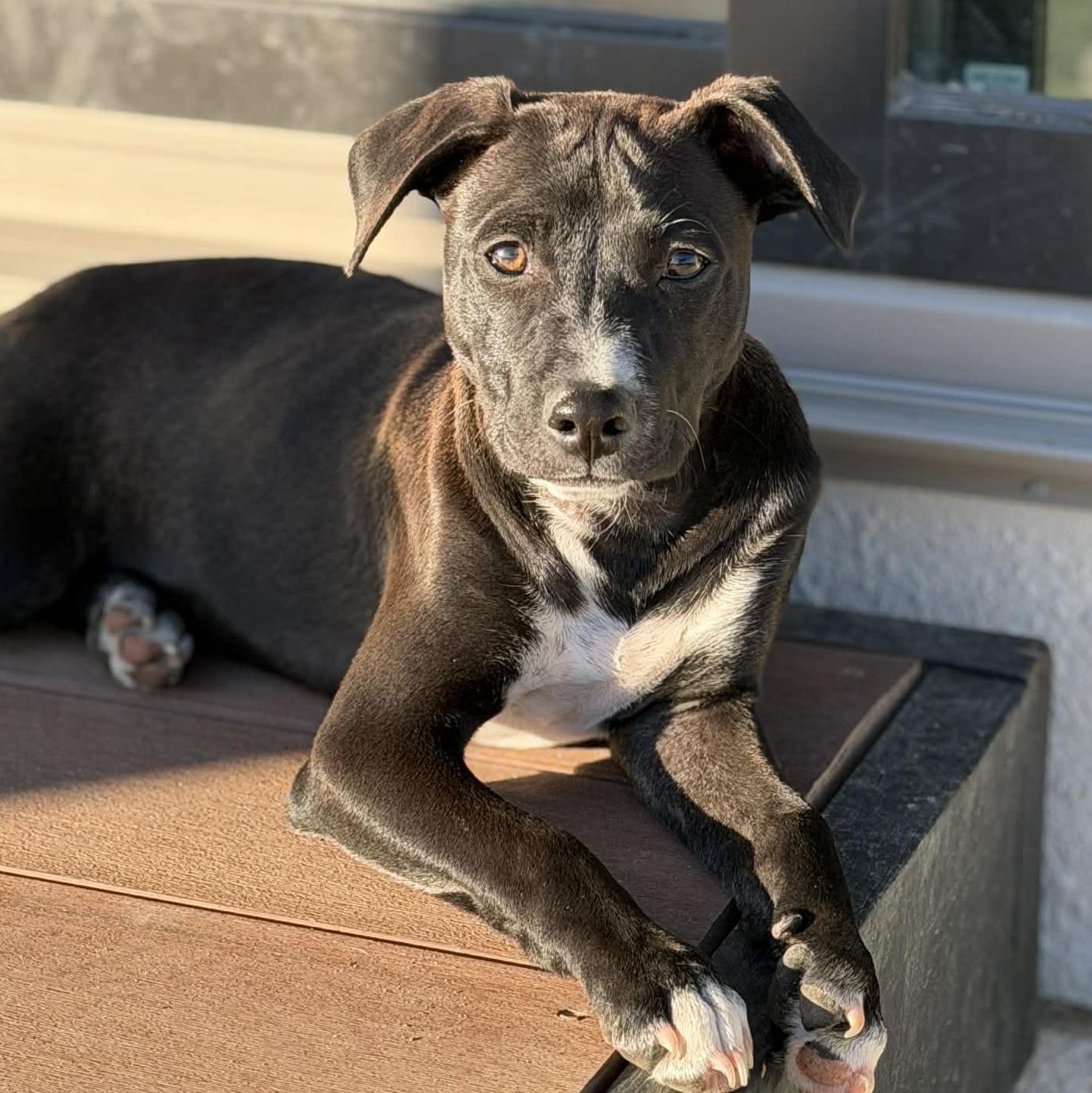 Bruno, Adoptable, Puppy Male Bulldog & Labrador Retriever.