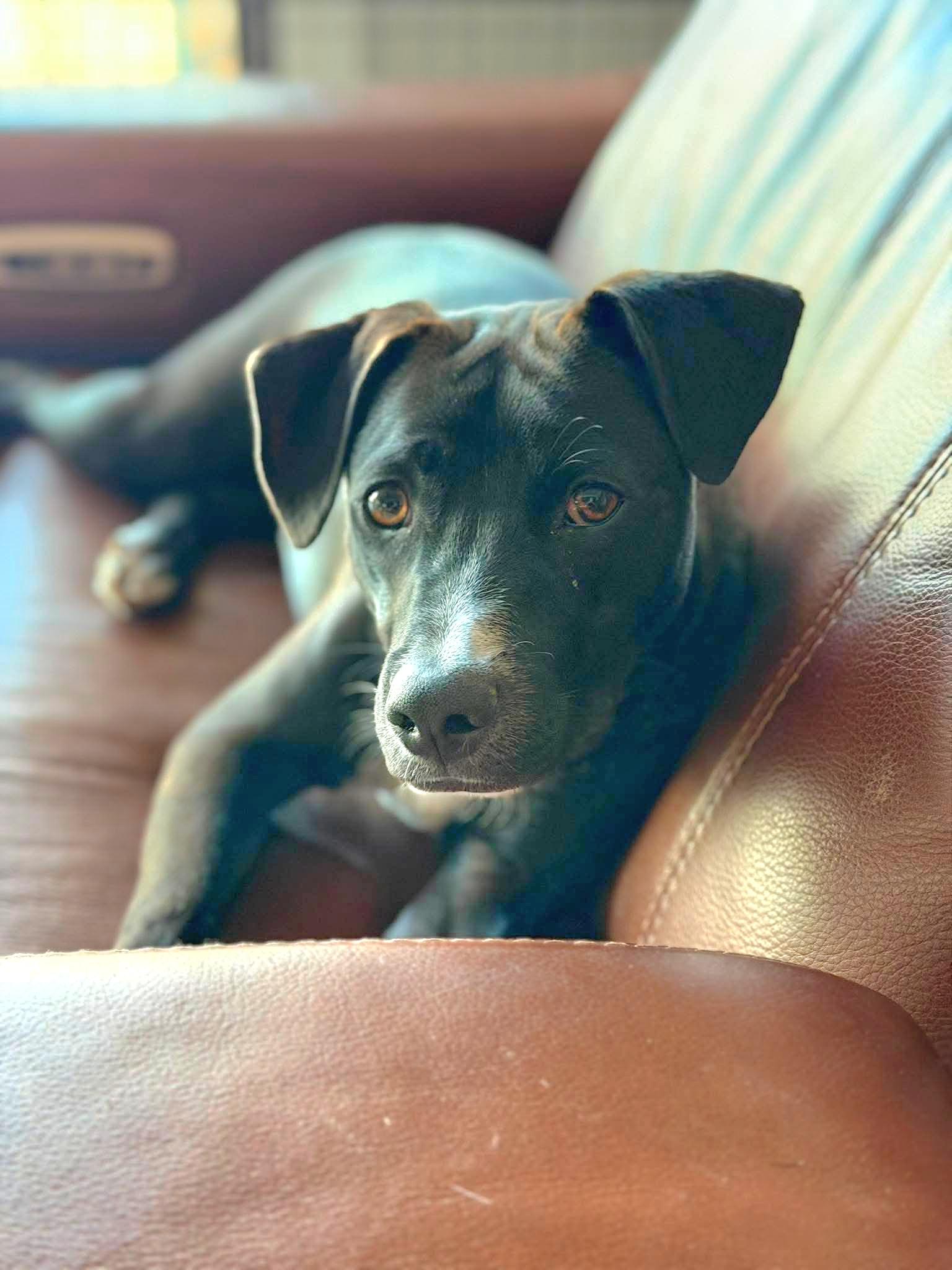 Bruno, Adoptable, Puppy Male Bulldog & Labrador Retriever.