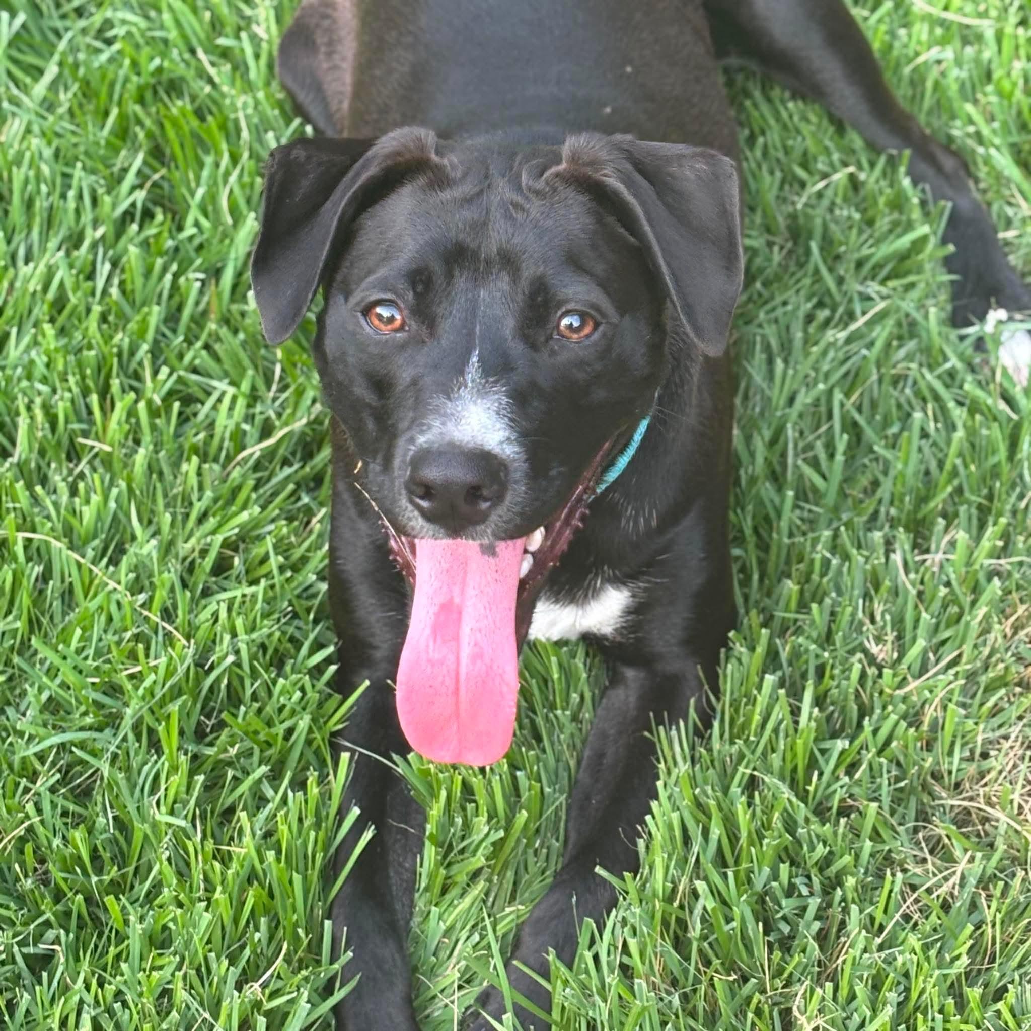 Bruno, Adoptable, Puppy Male Bulldog & Labrador Retriever.