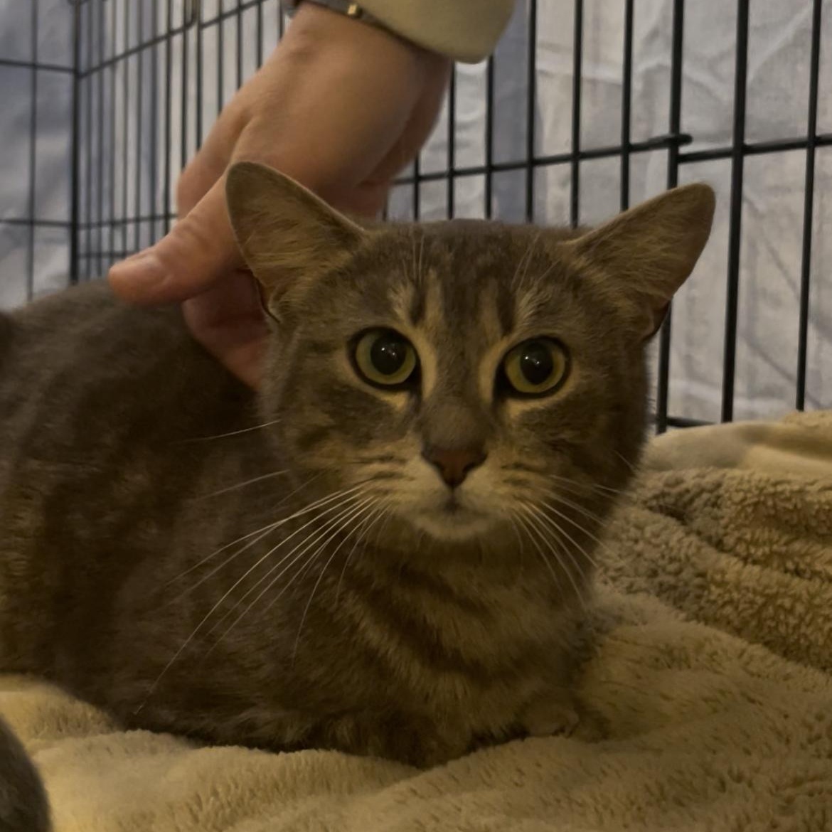 Fawna, ADOPTABLE, Adult Female Domestic Short Hair.