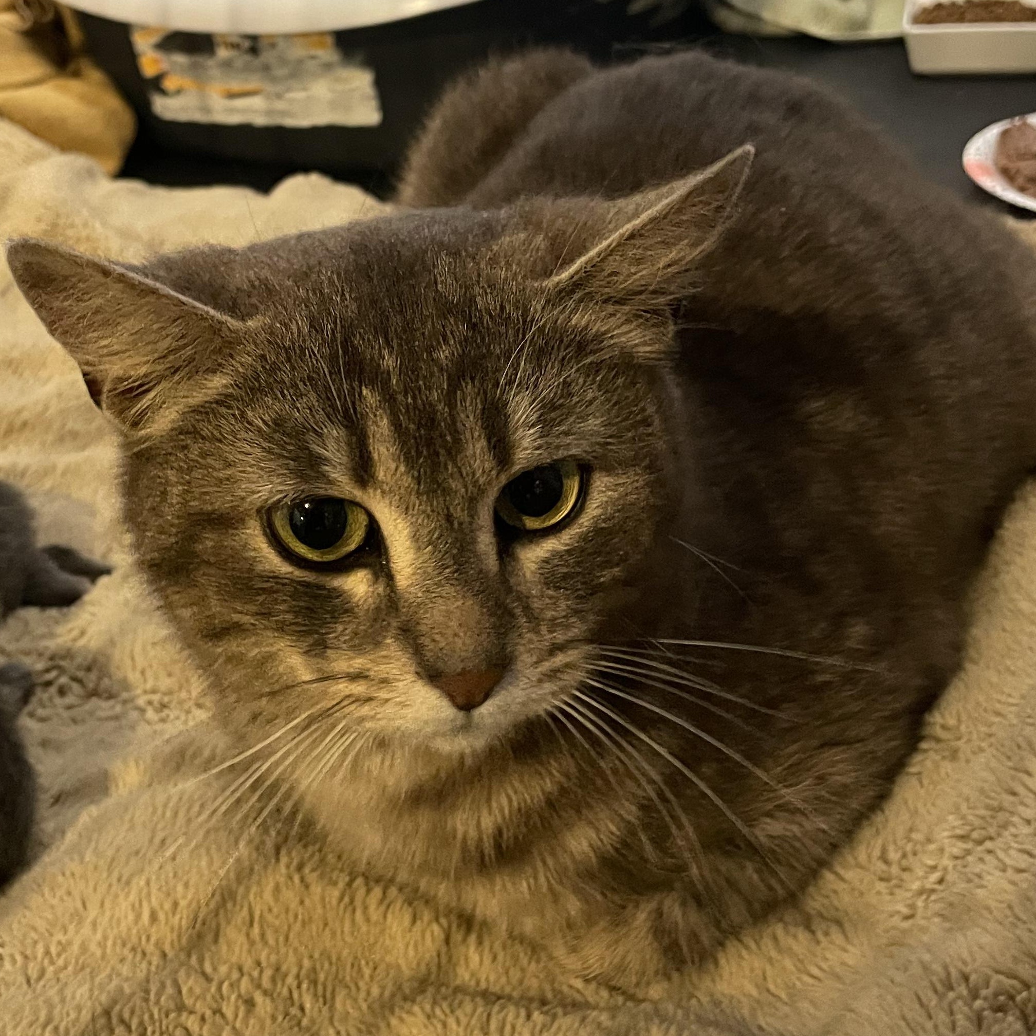 Enlarge Fawna, a ADOPTABLE Domestic Short Hair in Kent, OH image 2/2