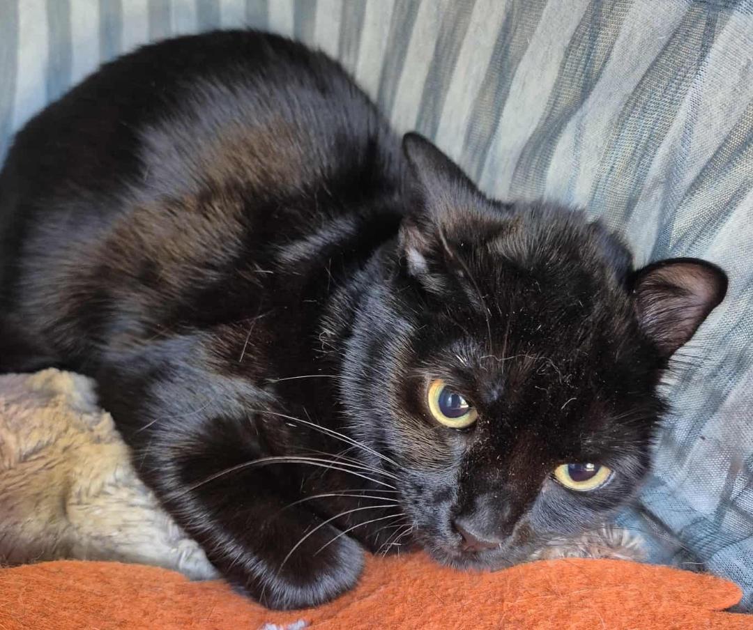 Enlarge Binx (polydactyl), a Adoptable Domestic Medium Hair in Ocean Springs, MS image 1/4
