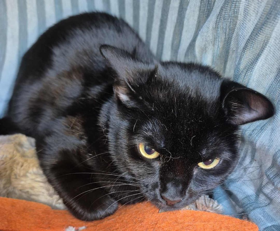 Enlarge Binx (polydactyl), a Adoptable Domestic Medium Hair in Ocean Springs, MS image 2/4