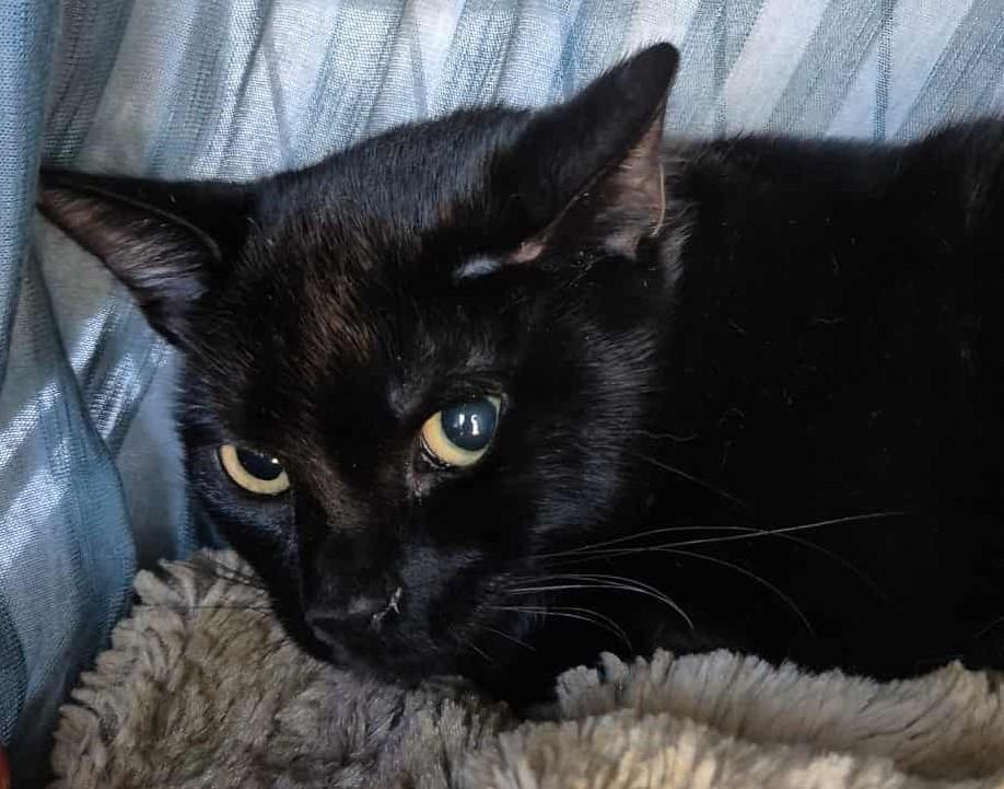 Enlarge Binx (polydactyl), a Adoptable Domestic Medium Hair in Ocean Springs, MS image 3/4