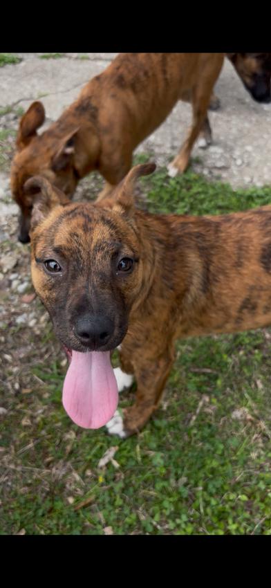 Bella — thumbnail 4