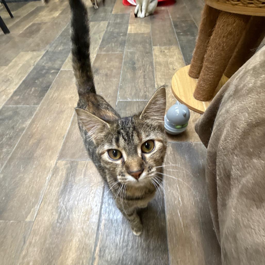 Pennywise, Adoptable, Young Female Domestic Short Hair.