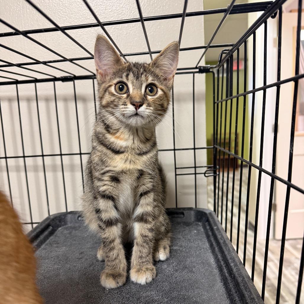 Pennywise, a Adoptable Domestic Short Hair in Bloomington, IL image 3/5