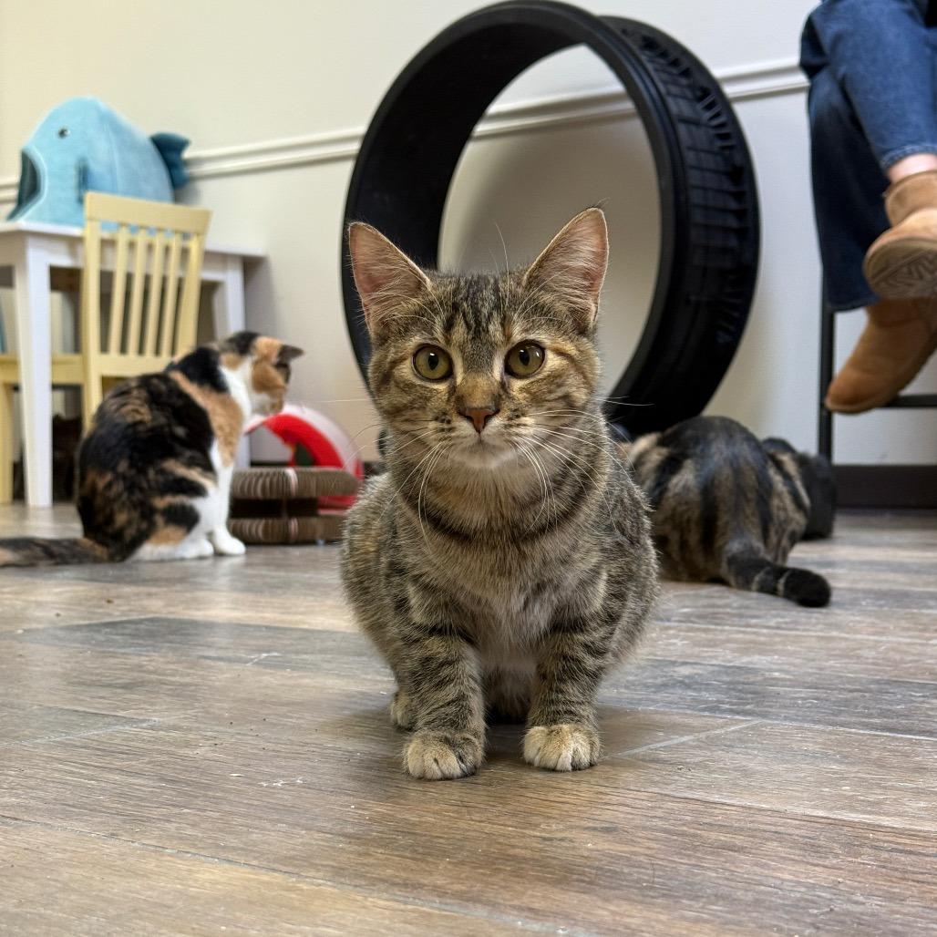 Pennywise, a Adoptable Domestic Short Hair in Bloomington, IL image 1/5